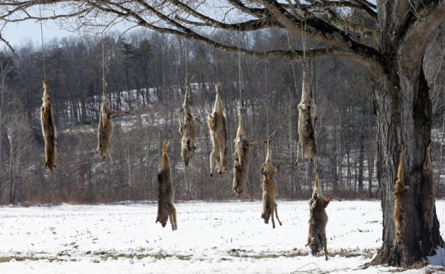 Coyote carcasses_694174