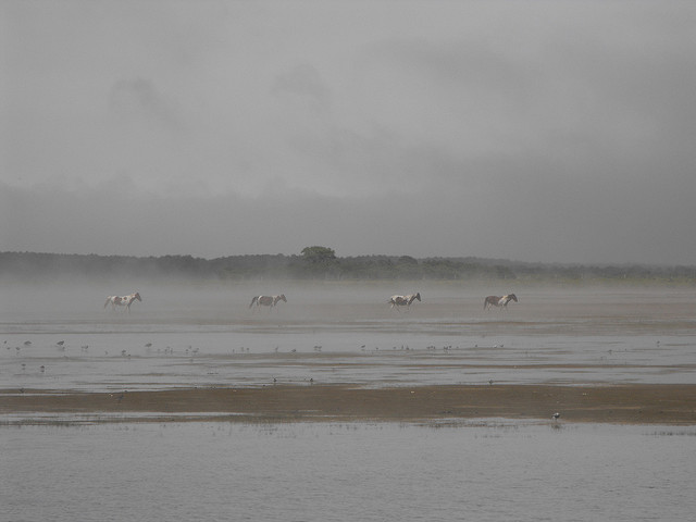 Chincoteague Ponies_1540394139276.jpg