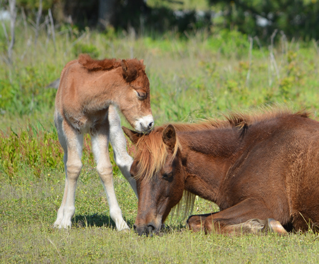 Asseateague new foal and Gokey GoGo Bones_1557962785365.png.jpg