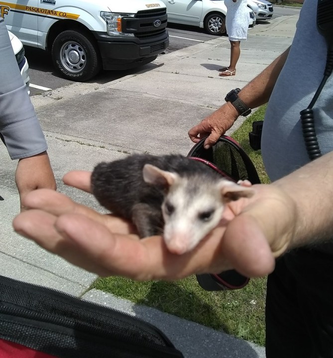 nc trooper saves opposum_1557510504627.jpg.jpg