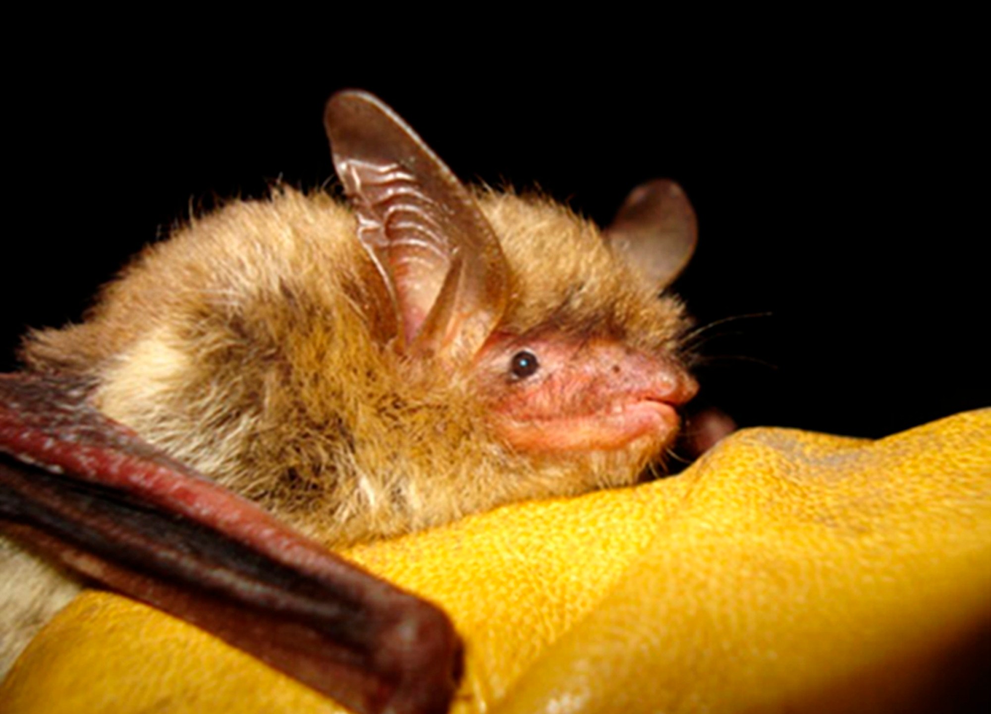 FILE - This undated photo provided by the Wisconsin Department of Natural Resources shows a northern long-eared bat. (Wisconsin Department of Natural Resources via AP, File)