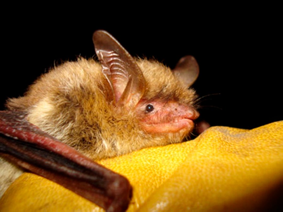 FILE - This undated photo provided by the Wisconsin Department of Natural Resources shows a northern long-eared bat. (Wisconsin Department of Natural Resources via AP, File)