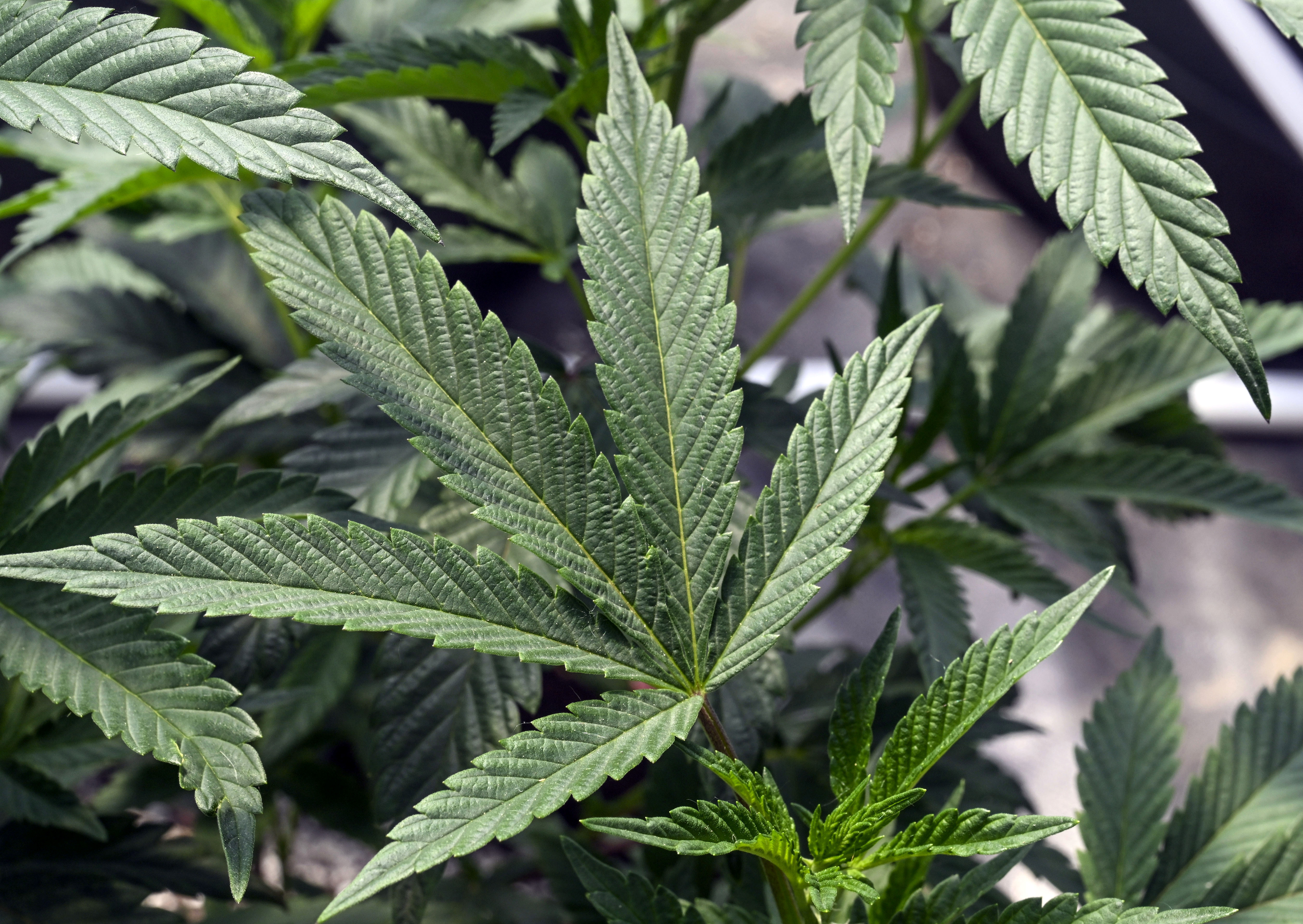 FILE - Marijuana plants are seen at a growing facility in Washington County, N.Y., May 12, 2023. The Health and Human Services Department has recommended removing marijuana from a category of drugs deemed to have “no currently accepted medical use and a high potential for abuse.” The agency advised moving pot from that “Schedule I” group to the less tightly regulated “Schedule III.” The decision is up to the Drug Enforcement Administration. (AP Photo/Hans Pennink, File)