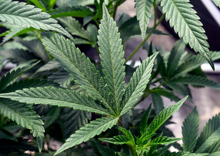 FILE - Marijuana plants are seen at a growing facility in Washington County, N.Y., May 12, 2023. The Health and Human Services Department has recommended removing marijuana from a category of drugs deemed to have “no currently accepted medical use and a high potential for abuse.” The agency advised moving pot from that “Schedule I” group to the less tightly regulated “Schedule III.” The decision is up to the Drug Enforcement Administration. (AP Photo/Hans Pennink, File)