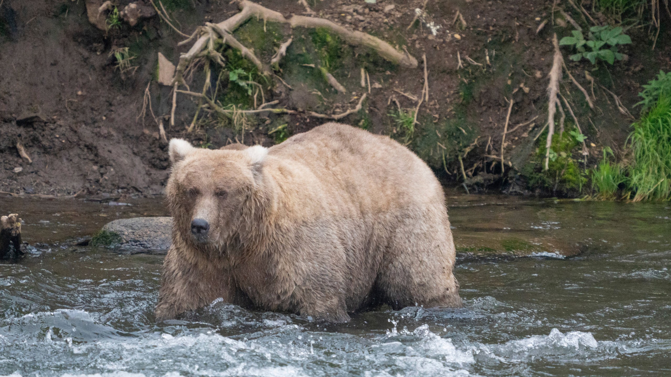 In this photo provided by the National Park Service is Grazer, the winner of the 2023 Fat Bear Contest, at Katmai National Park, Alaska on Sept. 14, 2023. The park holds an annual contest in which people logging on to live webcams in park pick the fattest bear of the year. Grazer had 108,321 votes to handily beat Chunk, who has 23,134 votes, in the Oct. 10, 2023, finals. (F. Jimenez/National Park Service via AP)