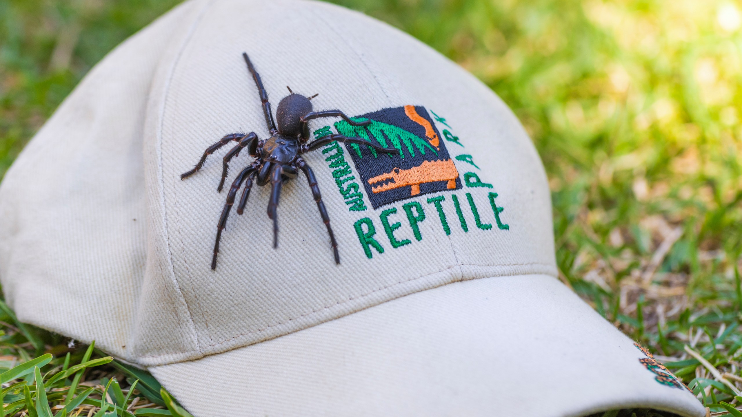 In this Dec. 10, 2023 photo supplied by the Australian Reptile Park, a male specimen of the Sydney funnel-web spider, the world's most poisonous arachnid, has been found and donated to the Australian Reptile Park, north of Sydney. The spider, given the name "Hercules", measured 7.9 centimeters (3 inches) from foot to foot, surpassing the park's previous record-holder from 2018, the male funnel-web named "Colossus" and will be used in the reptile park's antivenom program. (Caitlin Vine/Australian Reptile Park via AP)