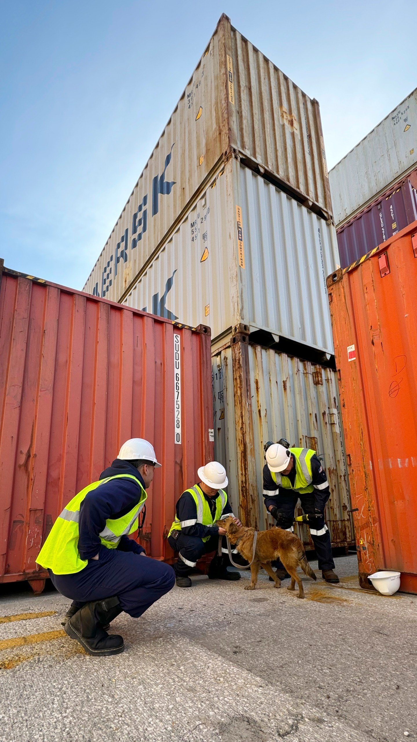 This image released by the U.S. Coast Guard, shows Connie the container dog, Wednesday, Jan. 31, 2024, with the four marine inspectors from the U.S. Coast Guard Sector Houston-Galveston who found her when randomly selecting containers for inspection at the Bayport Terminal at the Port of Houston. The officers heard sounds of barking and scratching coming from inside one of the stacked shipping containers. Coast Guard officials would later determine the canine had been trapped inside for at least eight days, with no food or water. (Petty Officer 1st Class Lucas Loe/U.S. Coast Guard via AP)