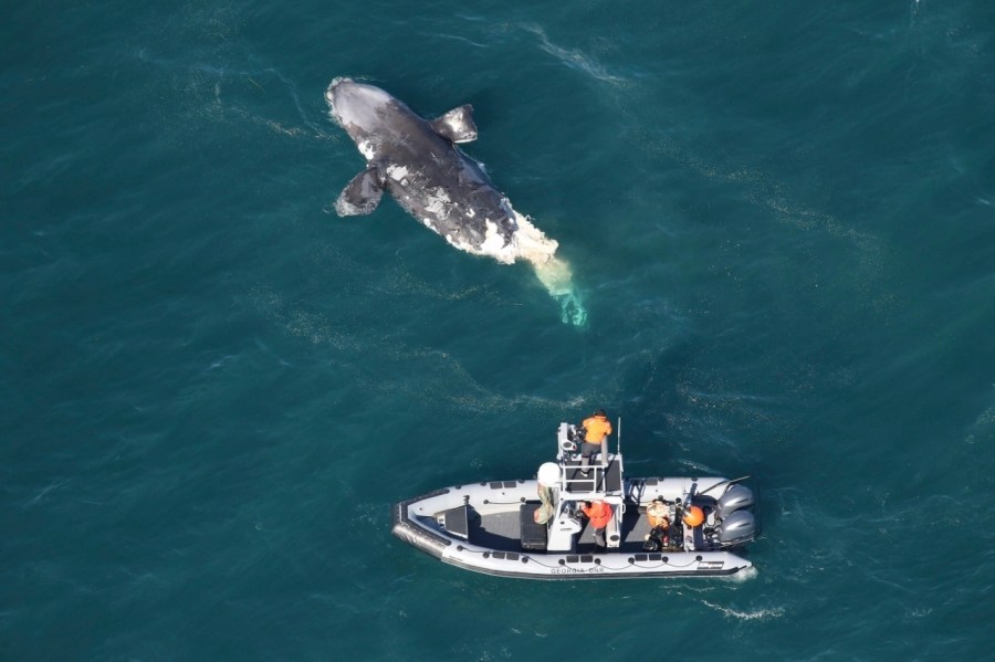 This photo provided by the Georgia Department of Natural Resources shows a DNR boat crew assessing a dead juvenile right whale about 20 miles off Tybee Island, Ga., Wednesday, Feb. 14, 2024. (Georgia Department of Natural Resources via AP)