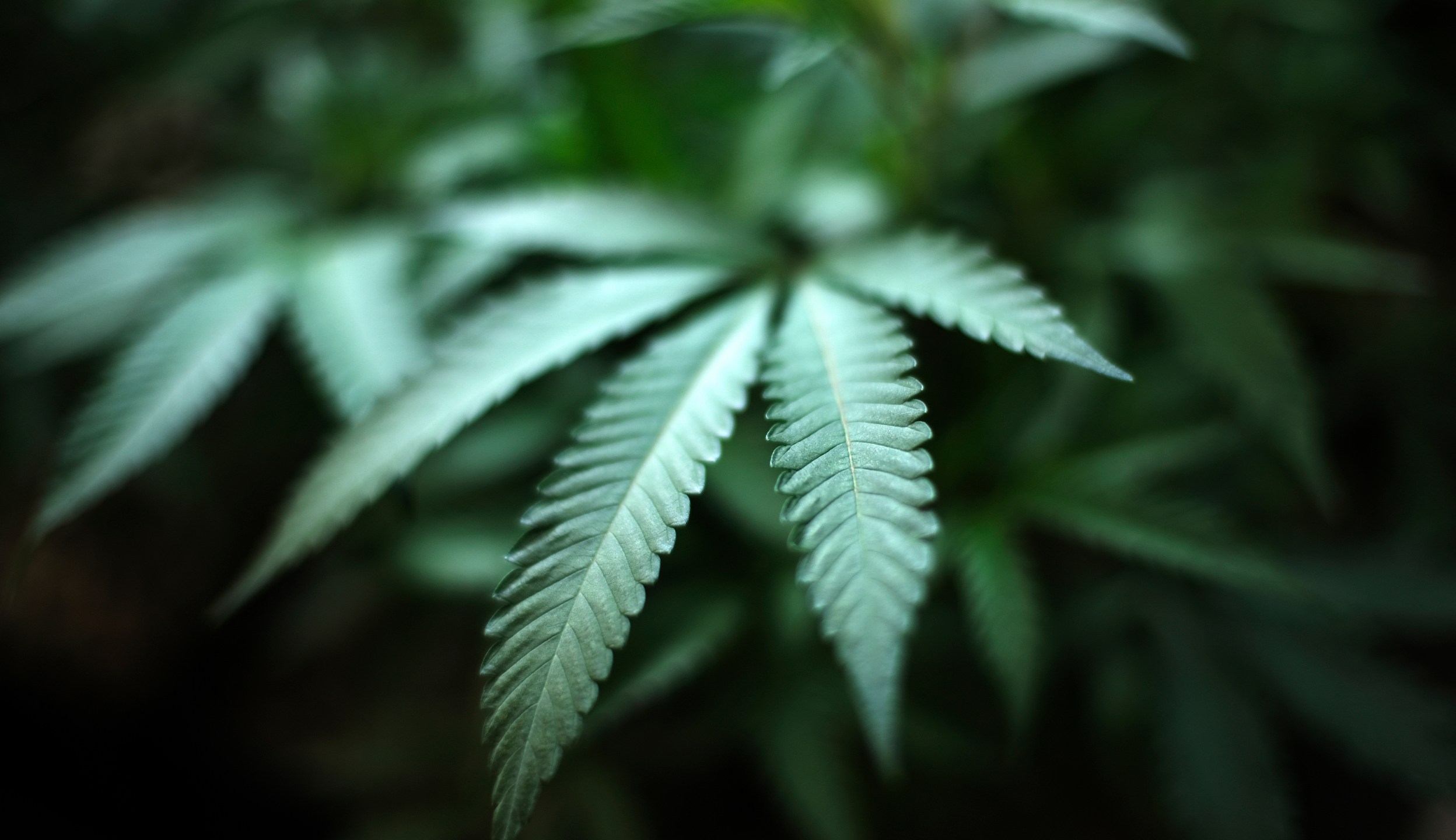 FILE - An indoor cannabis farm in Gardena, Calif., is seen, Aug. 15, 2019. Marijuana advocates are gearing up for Saturday, April 20, 2024. A federal proposal to reclassify marijuana as a less dangerous drug has raised the hopes of some pot backers that more states will embrace cannabis. (AP Photo/Richard Vogel, File)