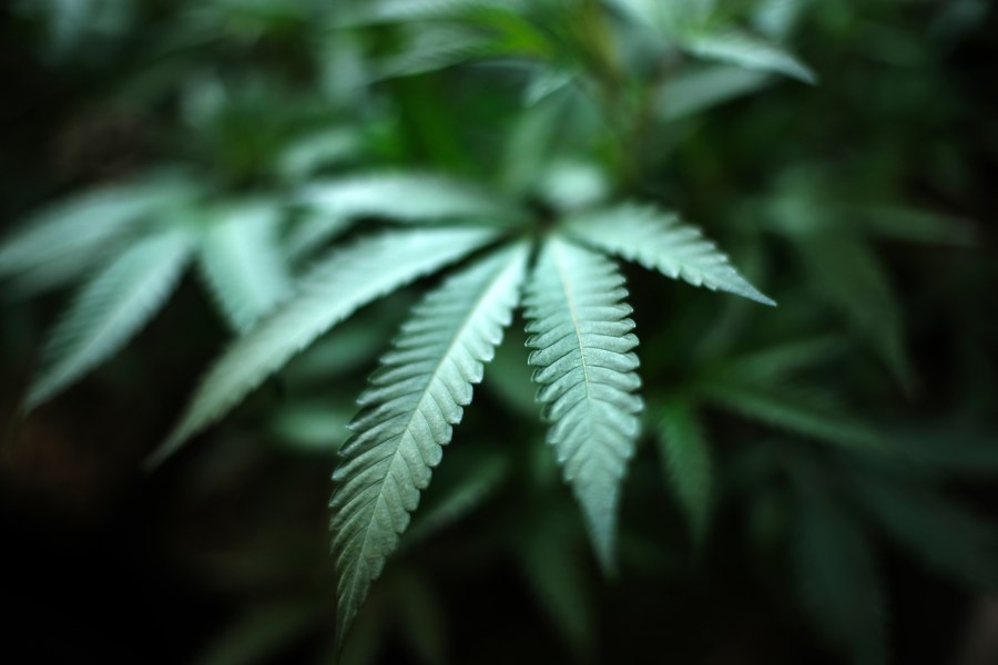 FILE - An indoor cannabis farm in Gardena, Calif., is seen, Aug. 15, 2019. Marijuana advocates are gearing up for Saturday, April 20, 2024. A federal proposal to reclassify marijuana as a less dangerous drug has raised the hopes of some pot backers that more states will embrace cannabis. (AP Photo/Richard Vogel, File)