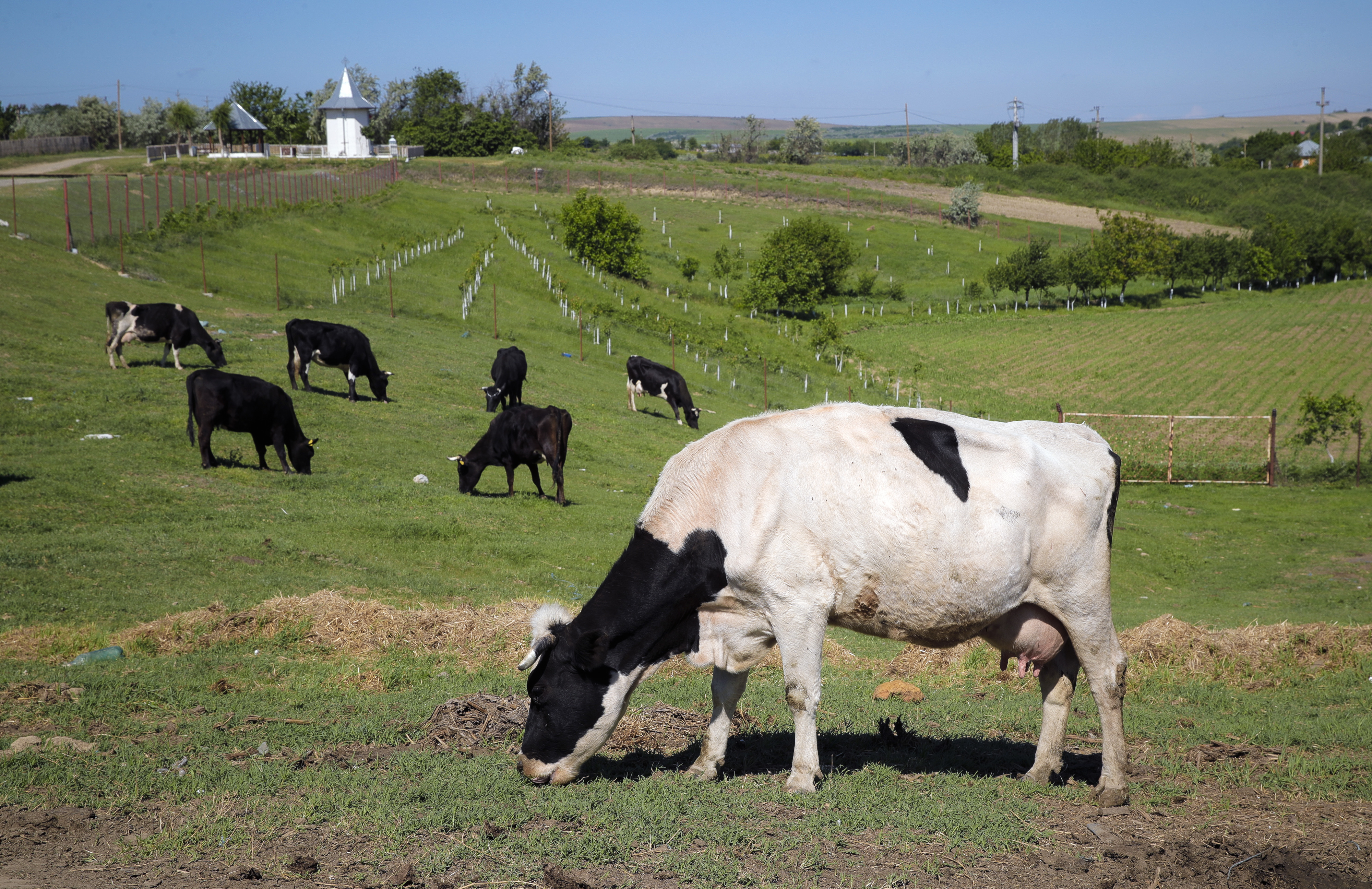 FILE - Cows graze in a field in Luncavita, Romania, on May 21, 2019. Denmark will impose cattle farmers with a tax on livestock carbon dioxide emissions from 2030, claiming it will be the first country to do so, in a move to reduce greenhouse gas emissions from each of their cows. (AP Photo/Vadim Ghirda, File)