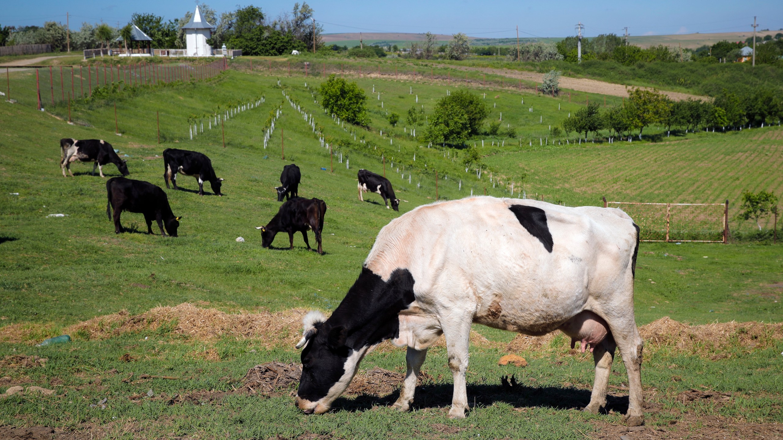 FILE - Cows graze in a field in Luncavita, Romania, on May 21, 2019. Denmark will impose cattle farmers with a tax on livestock carbon dioxide emissions from 2030, claiming it will be the first country to do so, in a move to reduce greenhouse gas emissions from each of their cows. (AP Photo/Vadim Ghirda, File)