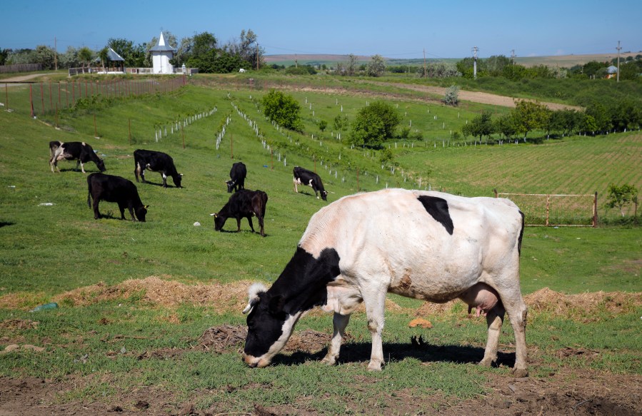 FILE - Cows graze in a field in Luncavita, Romania, on May 21, 2019. Denmark will impose cattle farmers with a tax on livestock carbon dioxide emissions from 2030, claiming it will be the first country to do so, in a move to reduce greenhouse gas emissions from each of their cows. (AP Photo/Vadim Ghirda, File)