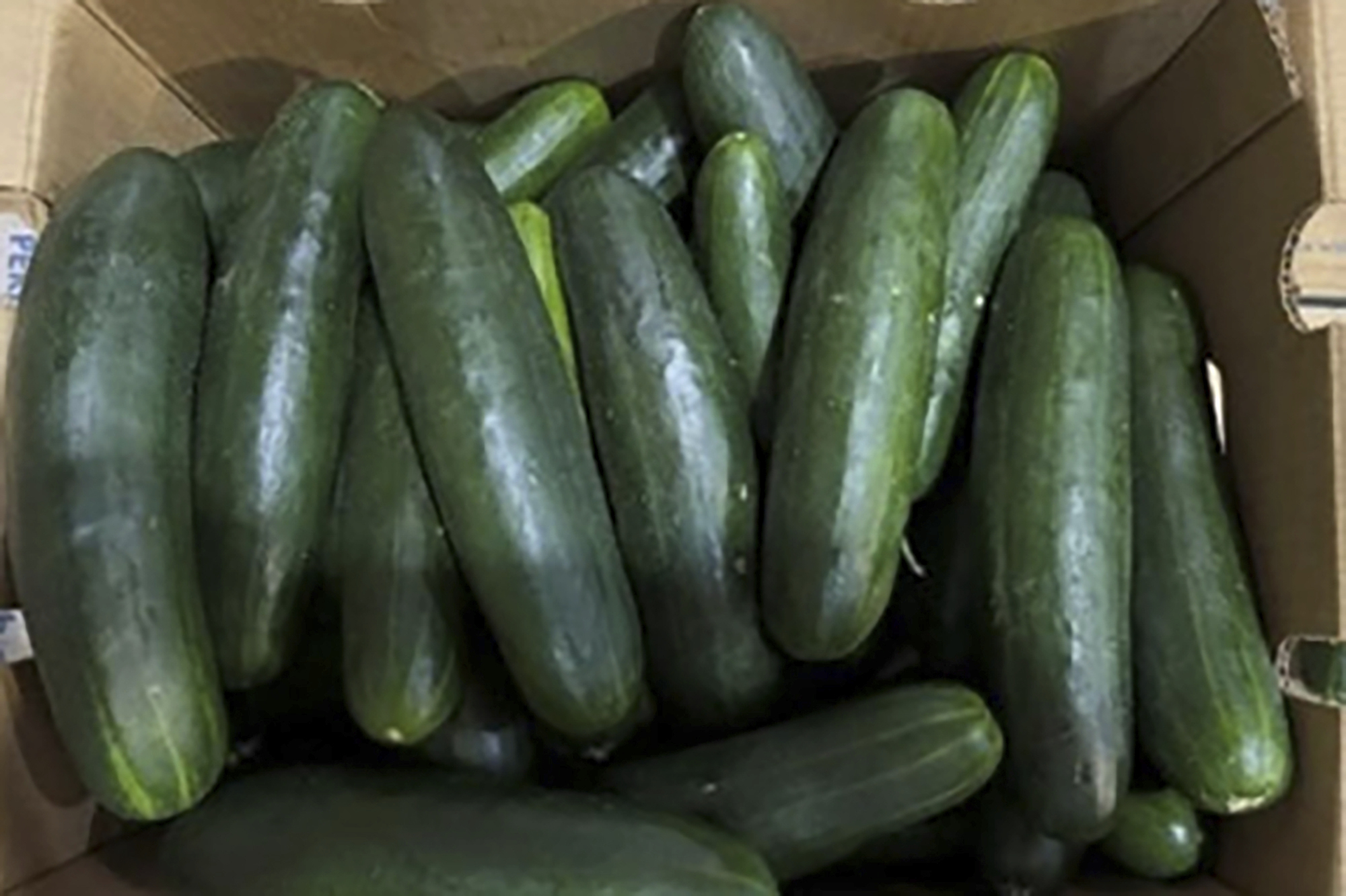 FILE - This undated photo provided by the U.S. Food and Drug Administration shows cucumbers in Florida recalled for salmonella. Untreated water used by Bedner Growers Inc. of Boynton Beach, Fla., is one likely source of salmonella food poisoning that sickened nearly 450 people across the U.S. this spring, federal health officials said Tuesday, July 2, 2024. (FDA via AP, File)