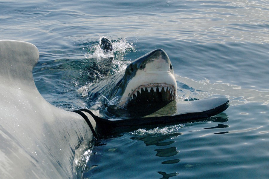 This image released by Discovery shows a scene from “Belly of the Beast: Bigger and Bloodier,” part of 21 hours of programing celebrating "Shark Week." (Discovery Channel via AP)