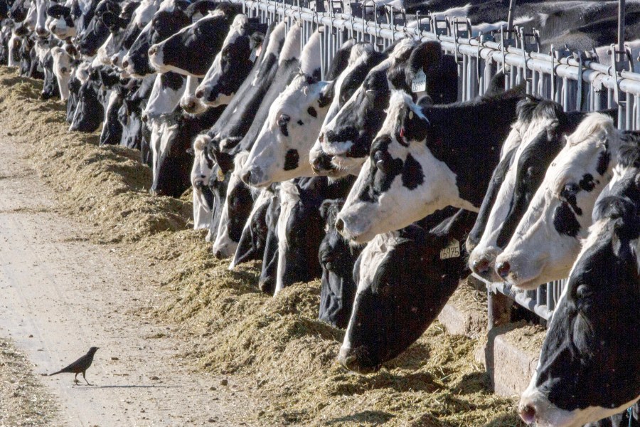 FILE - Dairy cattle feed at a farm in New Mexico on March 31, 2017. A fourth dairy worker in the U.S. has been infected with bird flu. On Wednesday, July 3, 2024, U.S. health officials said a fourth dairy worker has been infected with bird flu in the outbreak linked to U.S. dairy cows. The man, who worked on a Colorado farm where dairy cows tested positive for the virus, developed conjunctivitis or pink eye, Colorado health officials said. The worker received antiviral treatment and has recovered. (AP Photo/Rodrigo Abd, File)