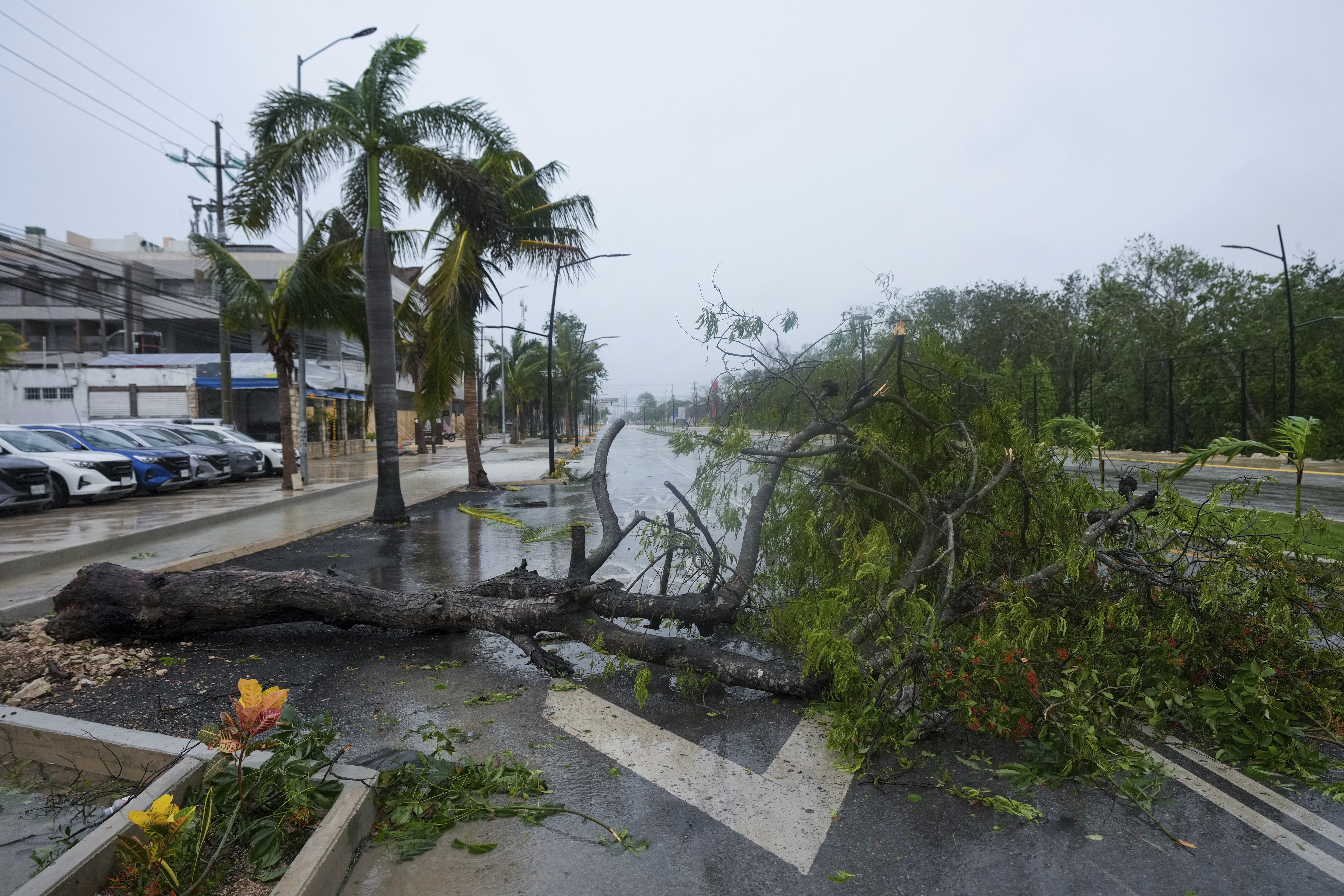 A tree uprooted by Hurricane Beryl lays on a street in Tulum, Mexico, Friday, July 5, 2024. (AP Photo/Fernando Llano)