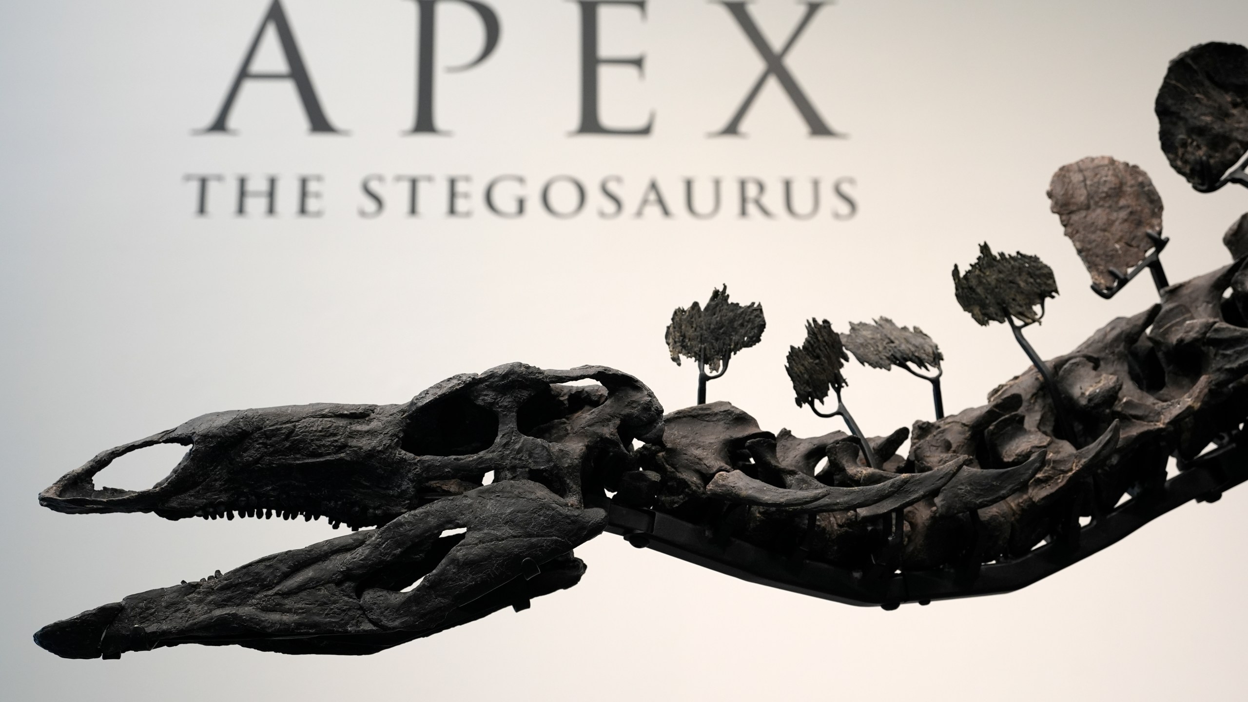 Part of a stegosaurus skeleton is displayed at Sotheby's New York in New York, Wednesday, July 10, 2024. (AP Photo/Pamela Smith)