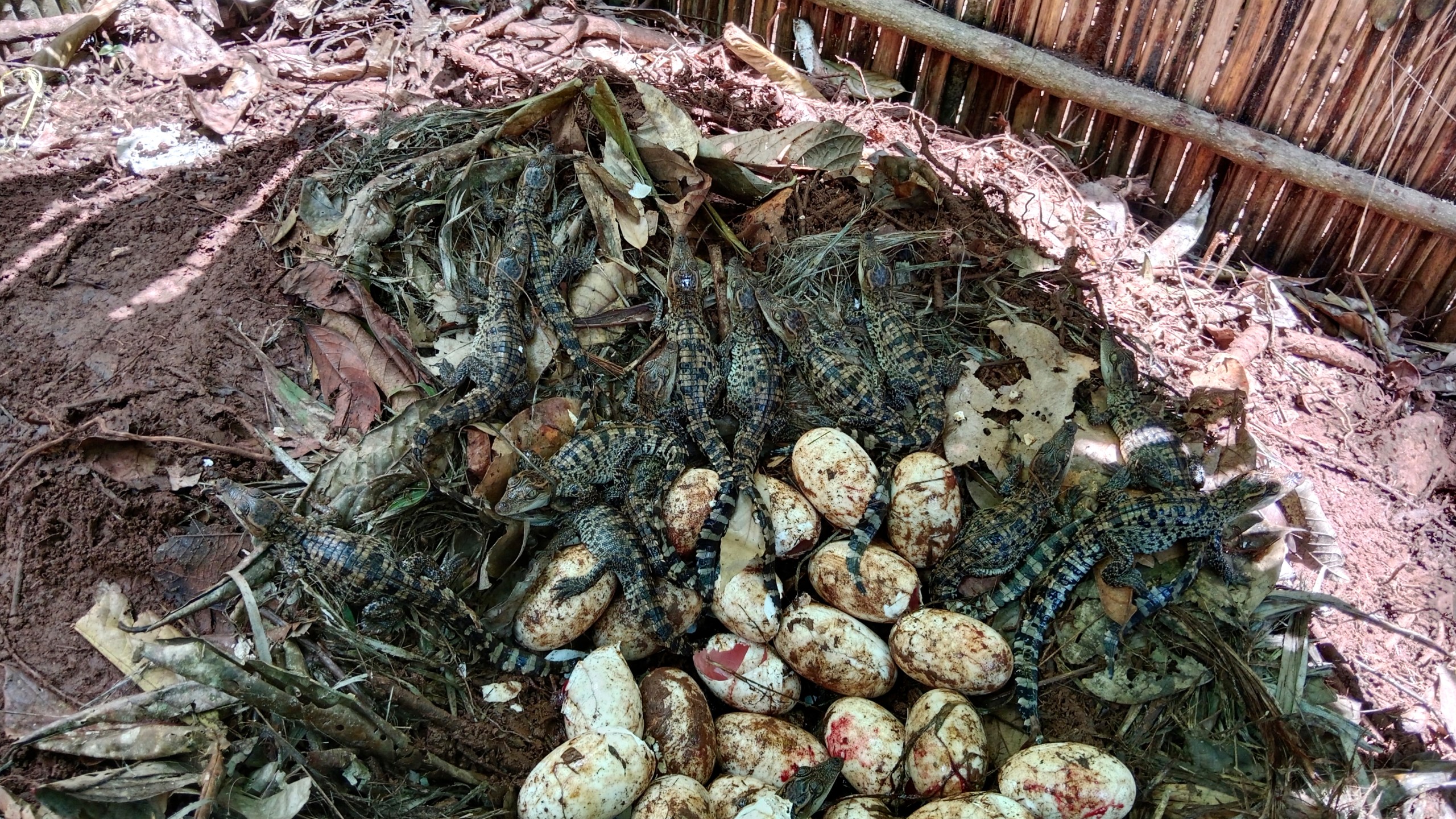 Rare Siamese crocodile species hatchlings are seen in Cardamom National Park in June, 2024. (Bros Pov/Fauna & Flora via AP)