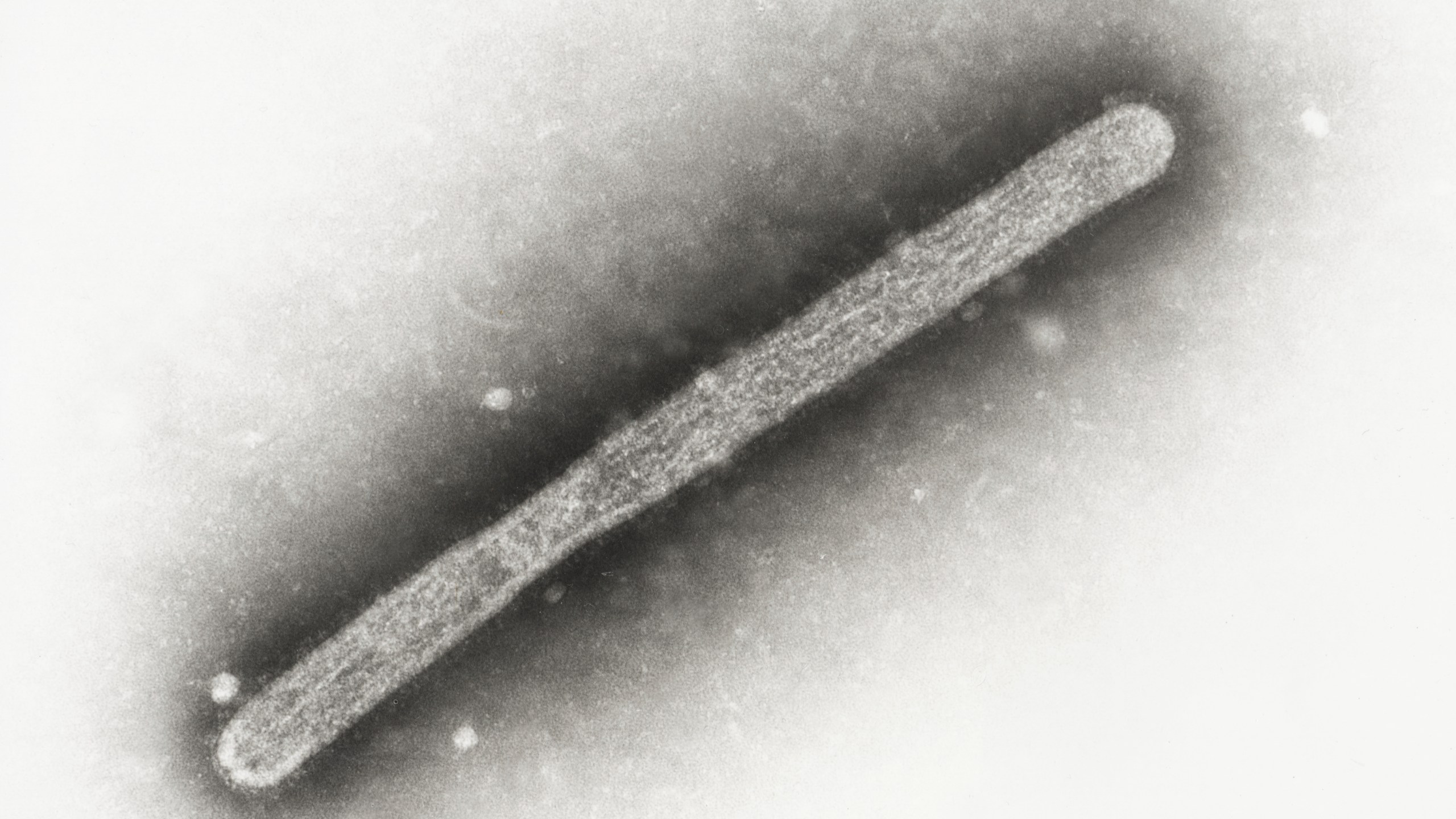 FILE - This 2005 electron microscope image shows an avian influenza A H5N1 virion. (Cynthia Goldsmith, Jackie Katz/CDC via AP, File)