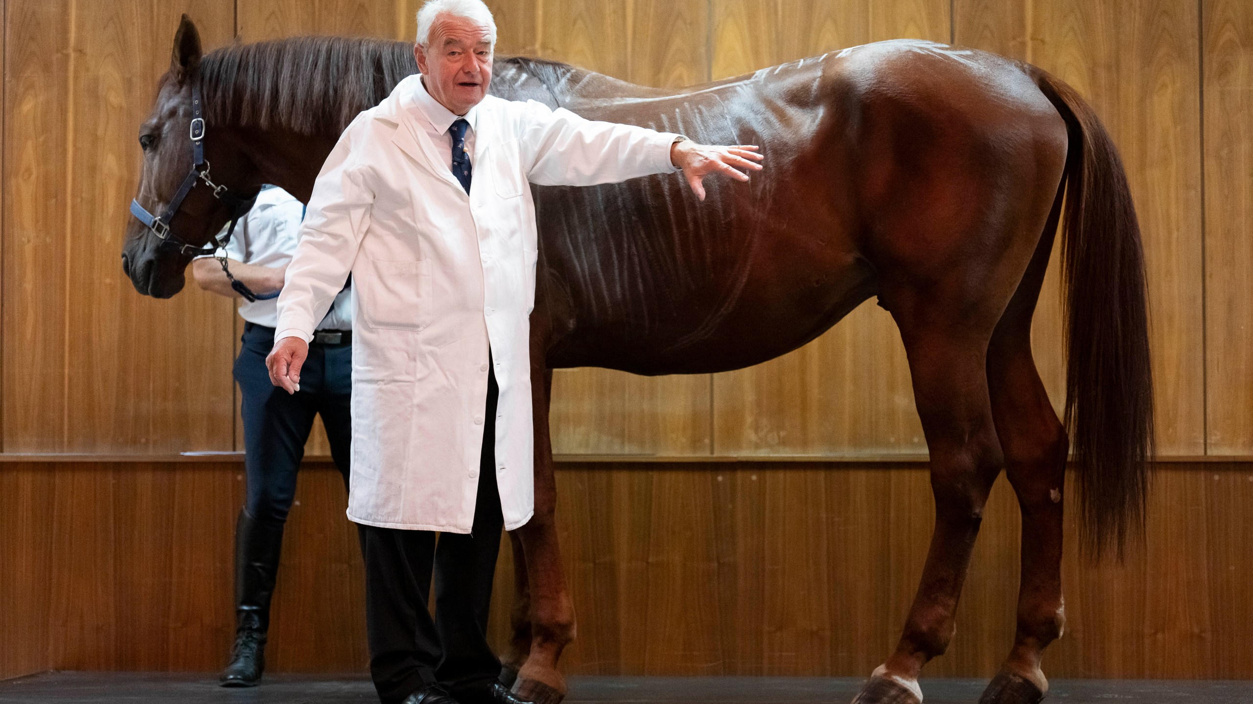 Dr. Peter Sotonyi, rector of the University of Veterinary Medicine in Budapest, Hungary, gives an anatomy lecture for first-year students, using chalk to mark the body of live horses, Monday, Sept 9. 2024. (AP Photo/Denes Erdos)