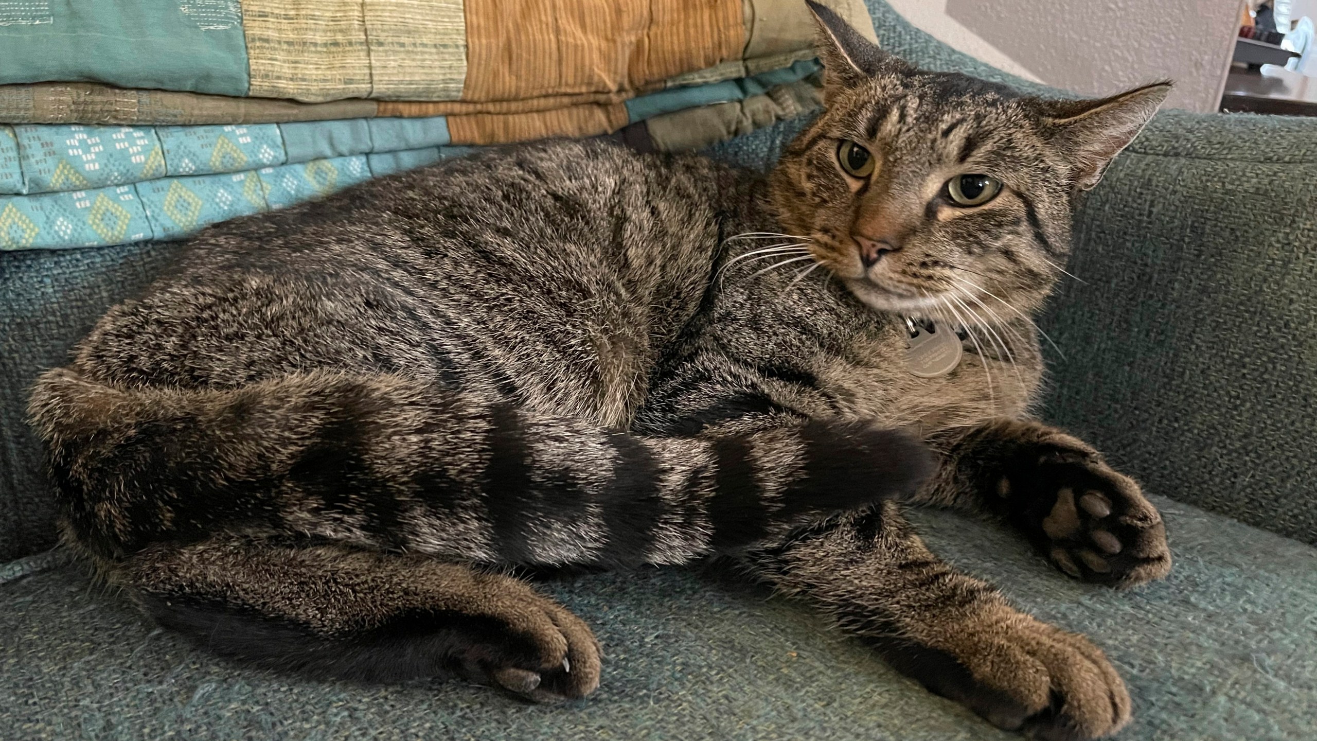 This undated photo provided by Clifton Nesseth shows Drifter, a three-year-old tabby cat who was rescued from a sewer, Tuesday, Sept. 10, 2024, in Duluth, Minn. (Clifton Nesseth via AP)