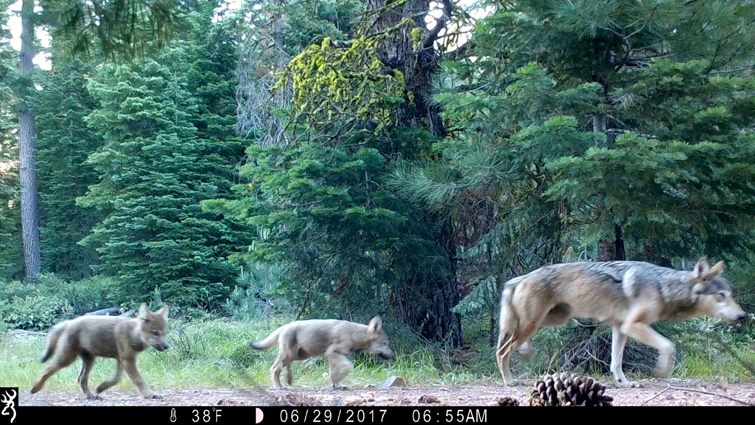 FILE - This remote camera image provided by the U.S. Forest Service shows a female gray wolf and two of the three pups born in 2017 in the wilds of Lassen National Forest in northern California on June 29, 2017. (U.S. Forest Service via AP, File)