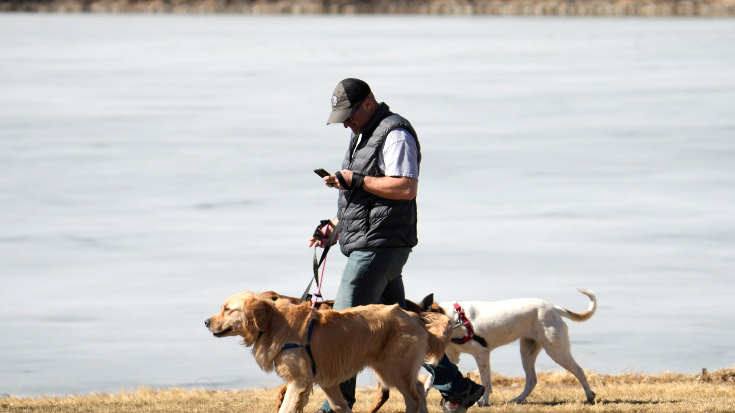 FILE - A dog walker checks a mobile device while guiding dogs in Washington Park in Denver on Feb. 21, 2023. (AP Photo/David Zalubowski, File)