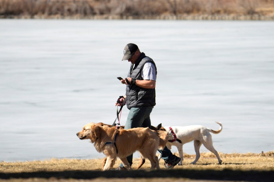 FILE - A dog walker checks a mobile device while guiding dogs in Washington Park in Denver on Feb. 21, 2023. (AP Photo/David Zalubowski, File)