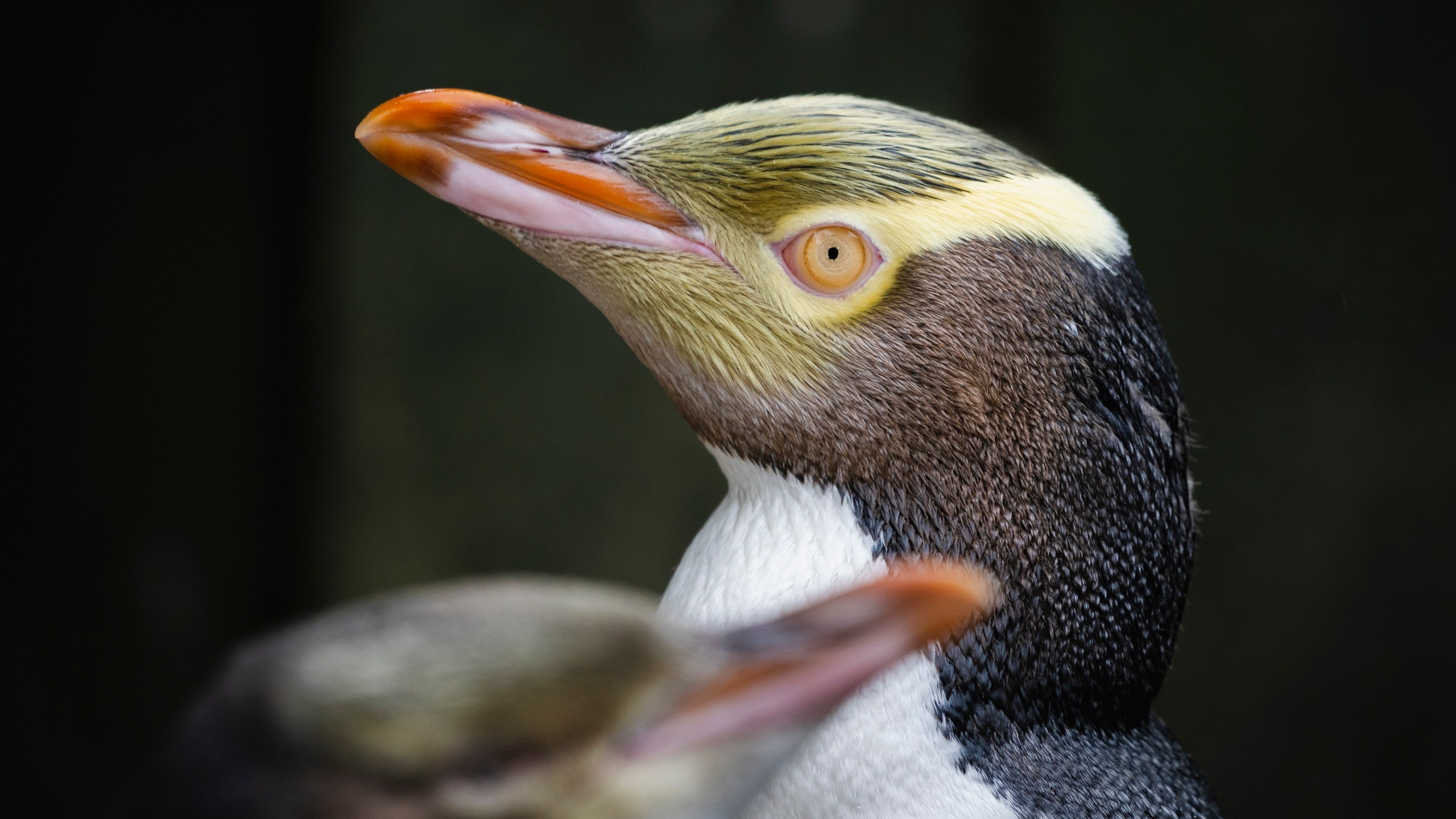 A hoiho or yellow-eyed penguin pictured on April 2, 2023, has won New Zealand's annual Bird of the Year vote, Monday, Sept. 16, 2024, after a fierce contest absent the foreign interference and controversies that have upset the country's avian elections before. (Hayden Parsons via AP)