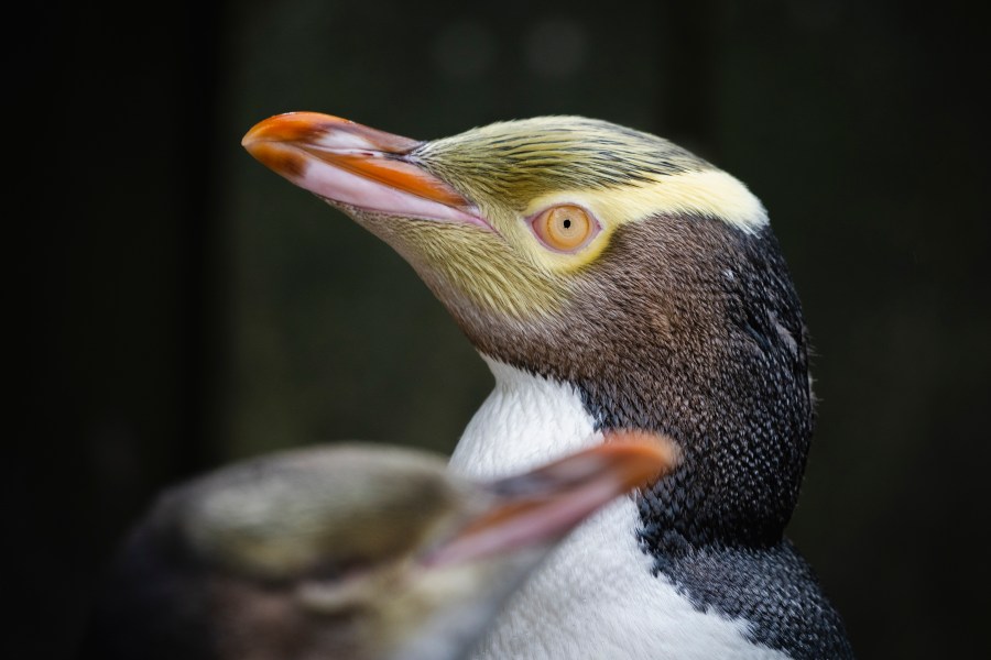 A hoiho or yellow-eyed penguin pictured on April 2, 2023, has won New Zealand's annual Bird of the Year vote, Monday, Sept. 16, 2024, after a fierce contest absent the foreign interference and controversies that have upset the country's avian elections before. (Hayden Parsons via AP)