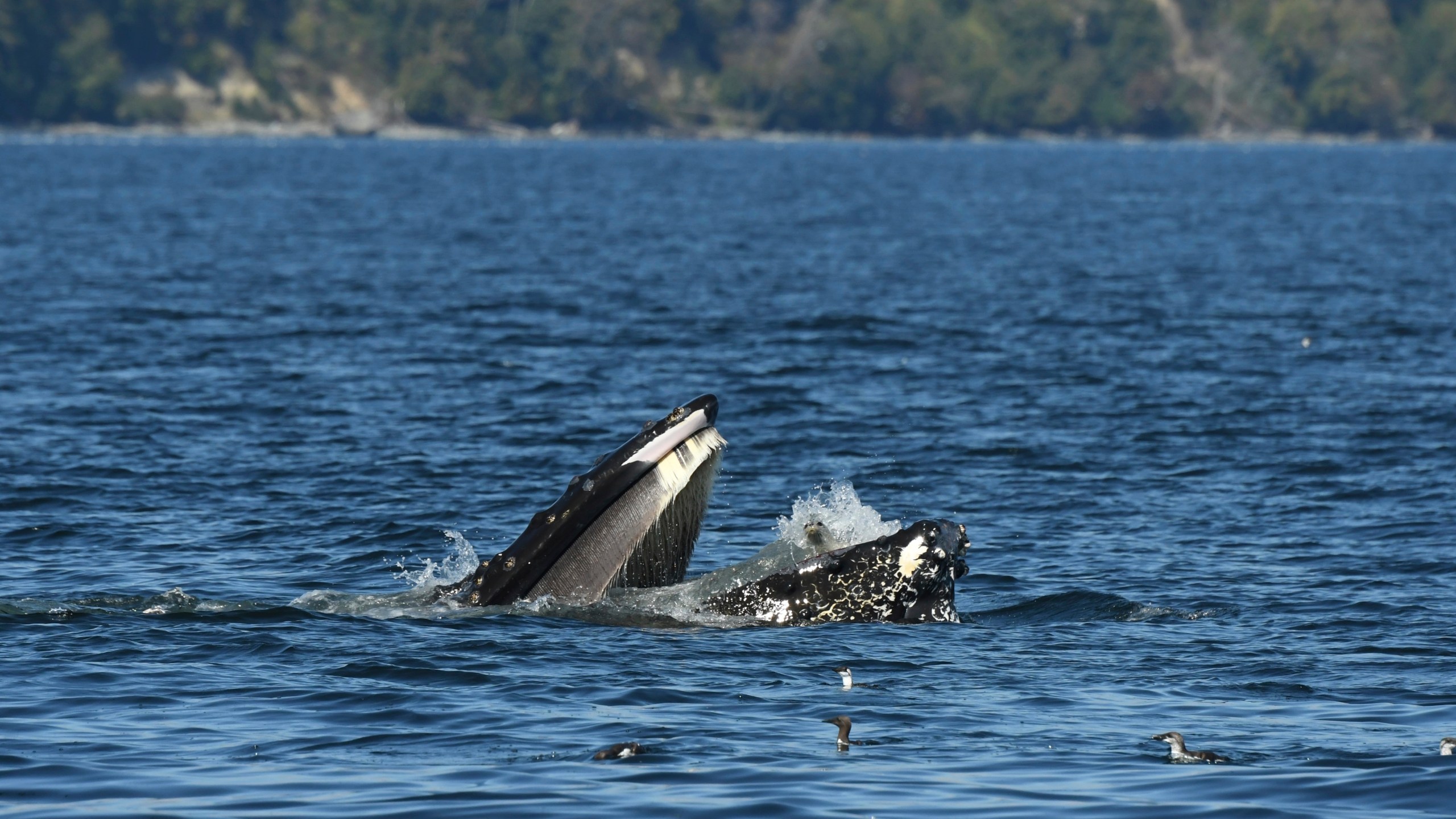 CORRECTS SPELLING OF SOURCE - This photo provided by Blue Kingdom Whale and Wildlife Tours shows a seal in the mouth of a humpback whale on Thursday, Sept. 12, 2024, in the waters off of Anacortes, Wash. (Brooke Casanova/Blue Kingdom Whale and Wildlife Tours via AP)