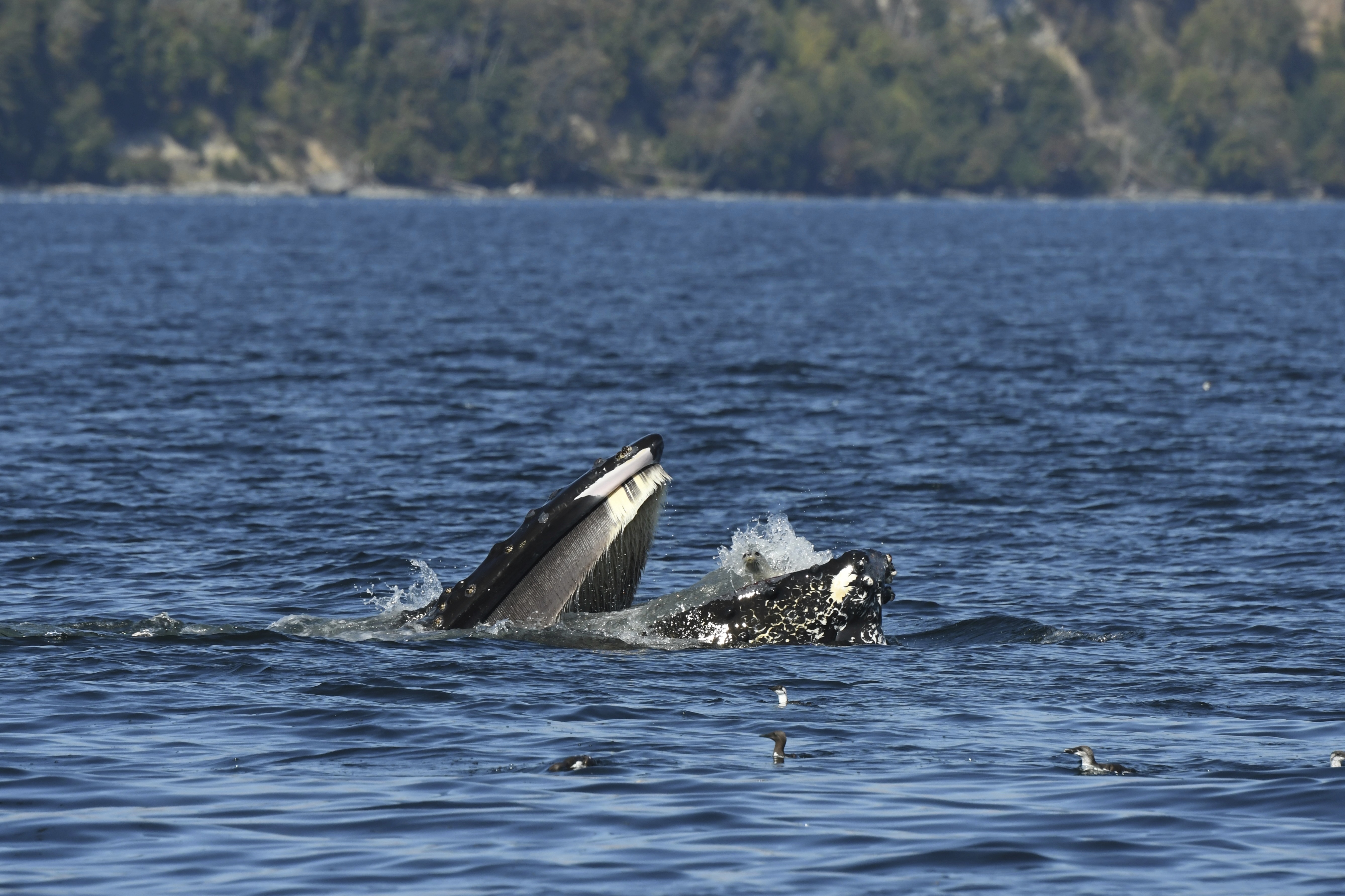 CORRECTS SPELLING OF SOURCE - This photo provided by Blue Kingdom Whale and Wildlife Tours shows a seal in the mouth of a humpback whale on Thursday, Sept. 12, 2024, in the waters off of Anacortes, Wash. (Brooke Casanova/Blue Kingdom Whale and Wildlife Tours via AP)