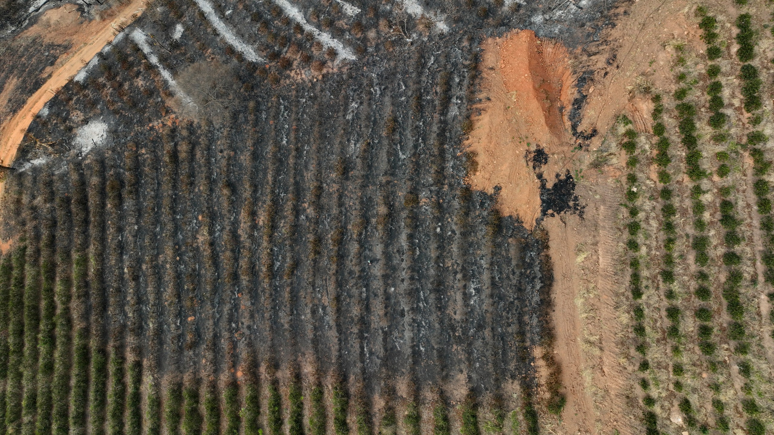 An aerial view of a coffee plantation consumed by wildfires in a rural area of Caconde, Sao Paulo state, Brazil, Wednesday, Sept. 18, 2024. (AP Photo/Andre Penner)