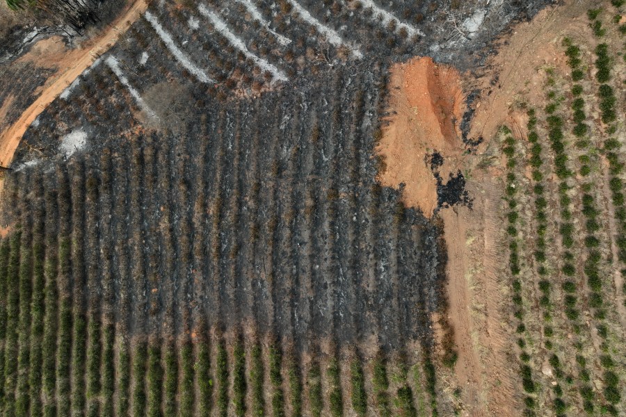 An aerial view of a coffee plantation consumed by wildfires in a rural area of Caconde, Sao Paulo state, Brazil, Wednesday, Sept. 18, 2024. (AP Photo/Andre Penner)