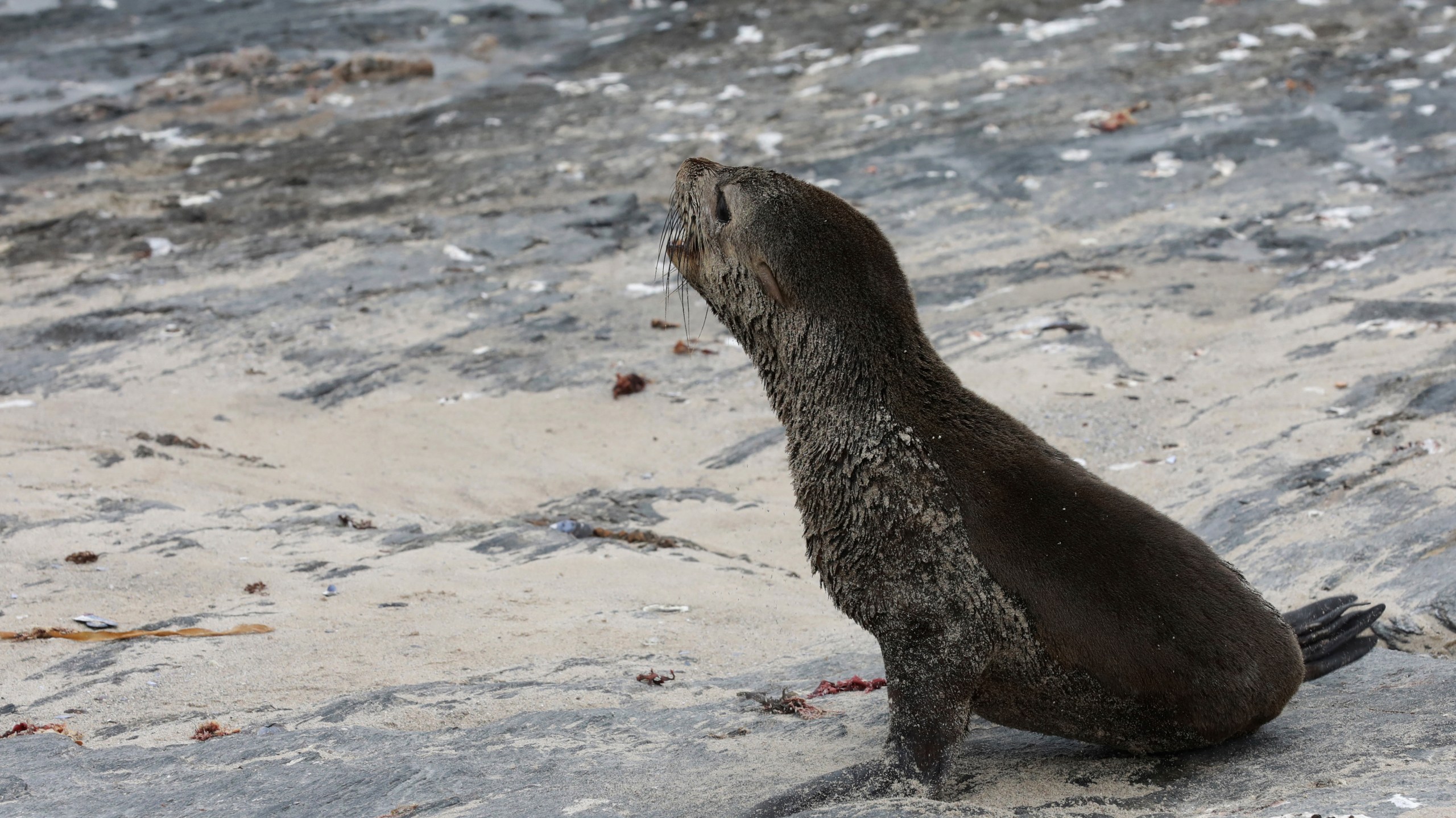 A Cape fur seal on Seal Island near Cape Town, South Africa, Sunday, Nov. 22, 2020. (AP Photo/Nardus Engelbrecht)