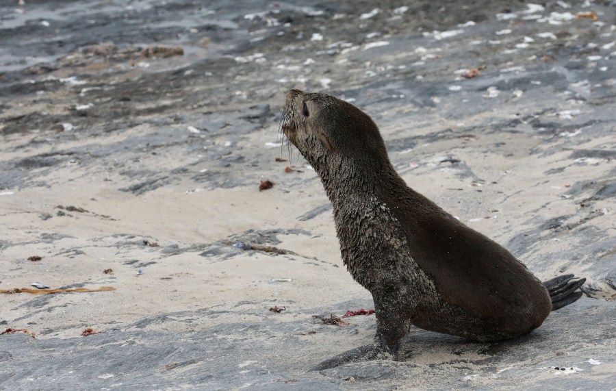 A Cape fur seal on Seal Island near Cape Town, South Africa, Sunday, Nov. 22, 2020. (AP Photo/Nardus Engelbrecht)