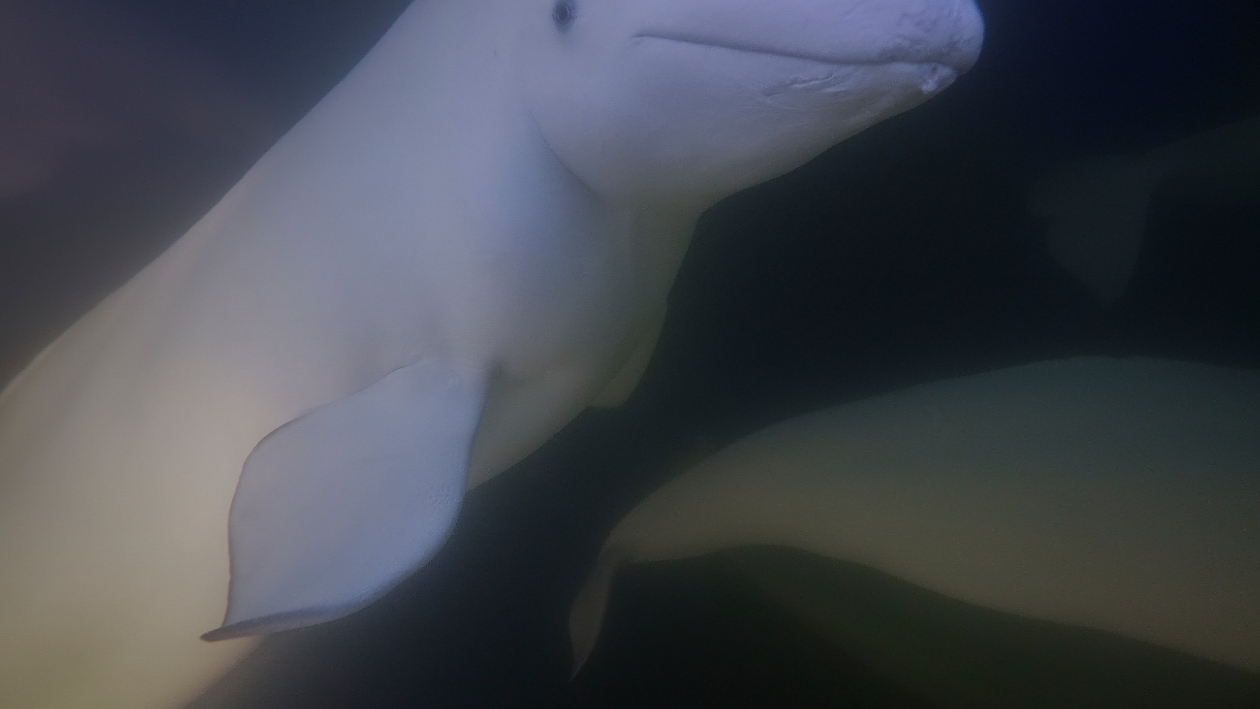 A beluga whale swims through the Churchill River, Sunday, Aug. 4, 2024, near Churchill, Manitoba. (AP Photo/Joshua A. Bickel)