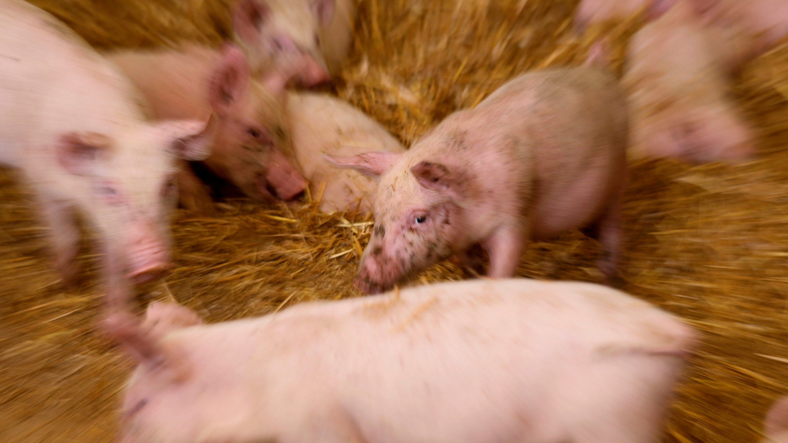 Pigs roam in a shed of the Piggly farm in Pegognaga, near Mantova, northern Italy, Wednesday, Sept. 25, 2024. (AP Photo/Luca Bruno)