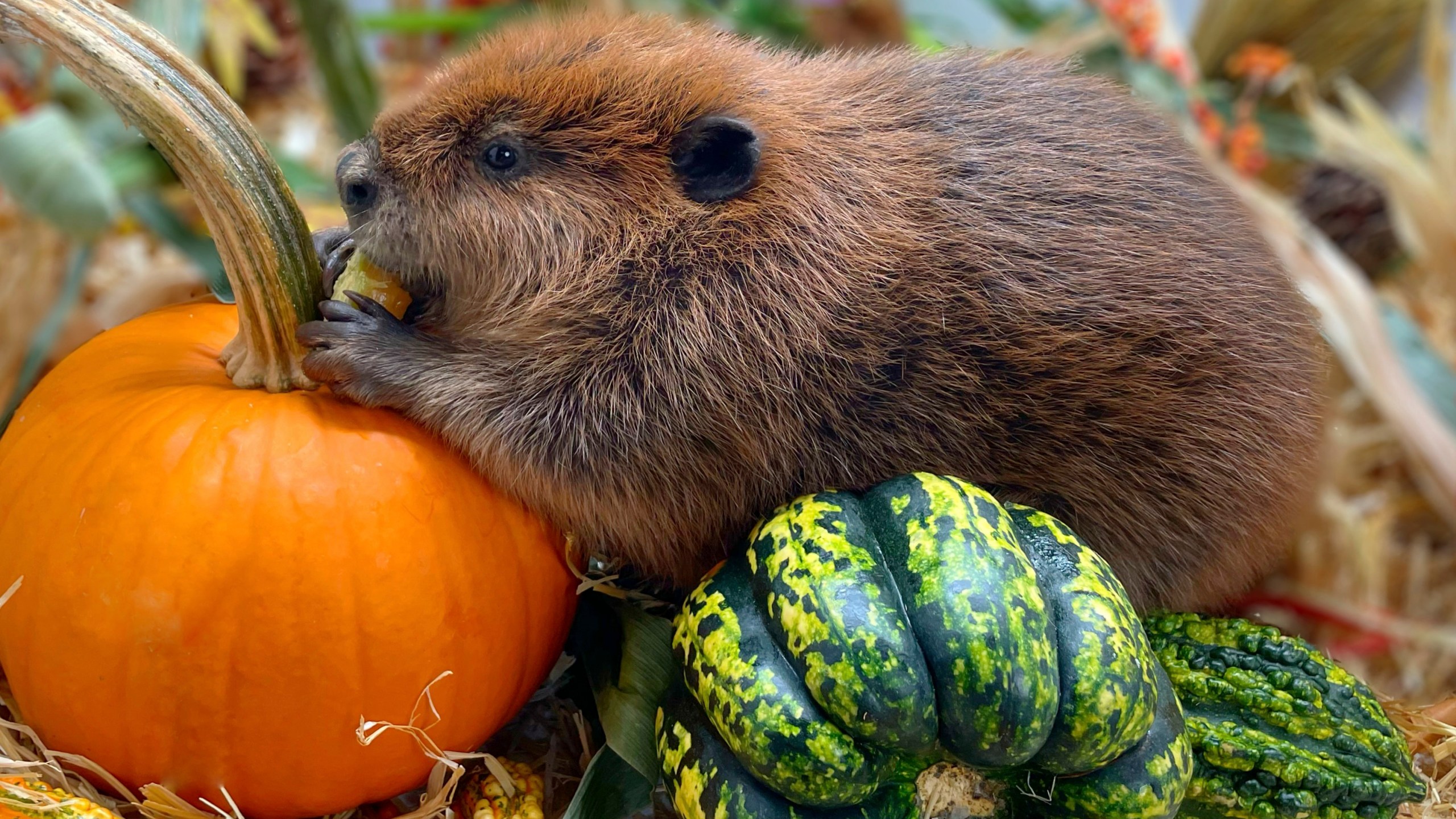 This photo provided by Newhouse Wildlife Rescue shows Nimi, a one-year-old beaver, at the Newhouse Wildlife Rescue in Chelmsford, Mass., in approximately 2023. (Jane Newhouse/Newhouse Wildlife Rescue via AP)