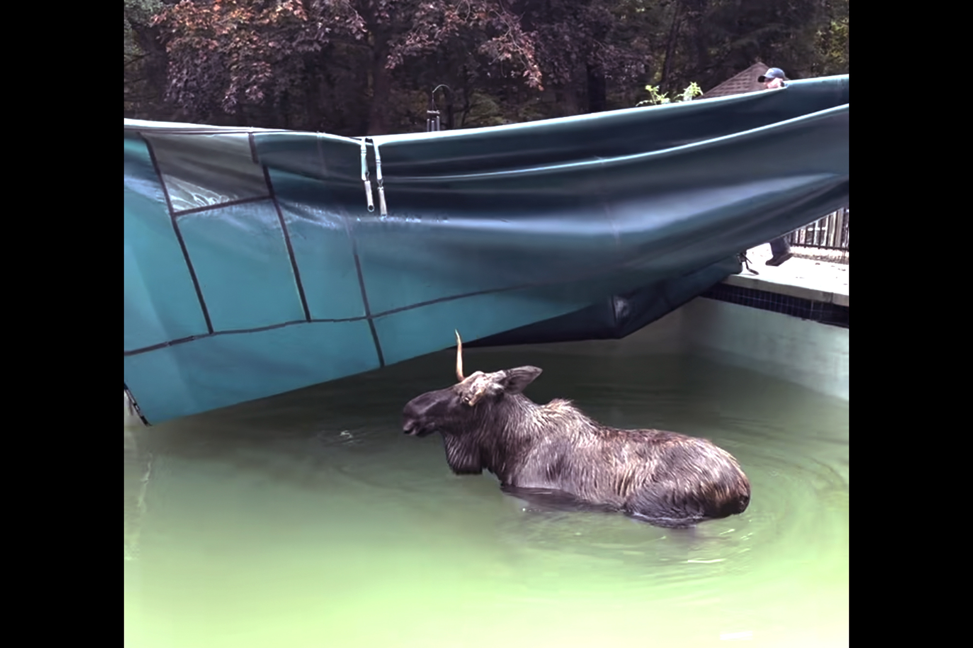 This image taken from video provided by the Bedford, N.H., Police Department, shows a moose being freed after it was stuck in a residential swimming pool, Thursday Oct. 3, 2024, in Bedford. (Bedford Police Department via AP)