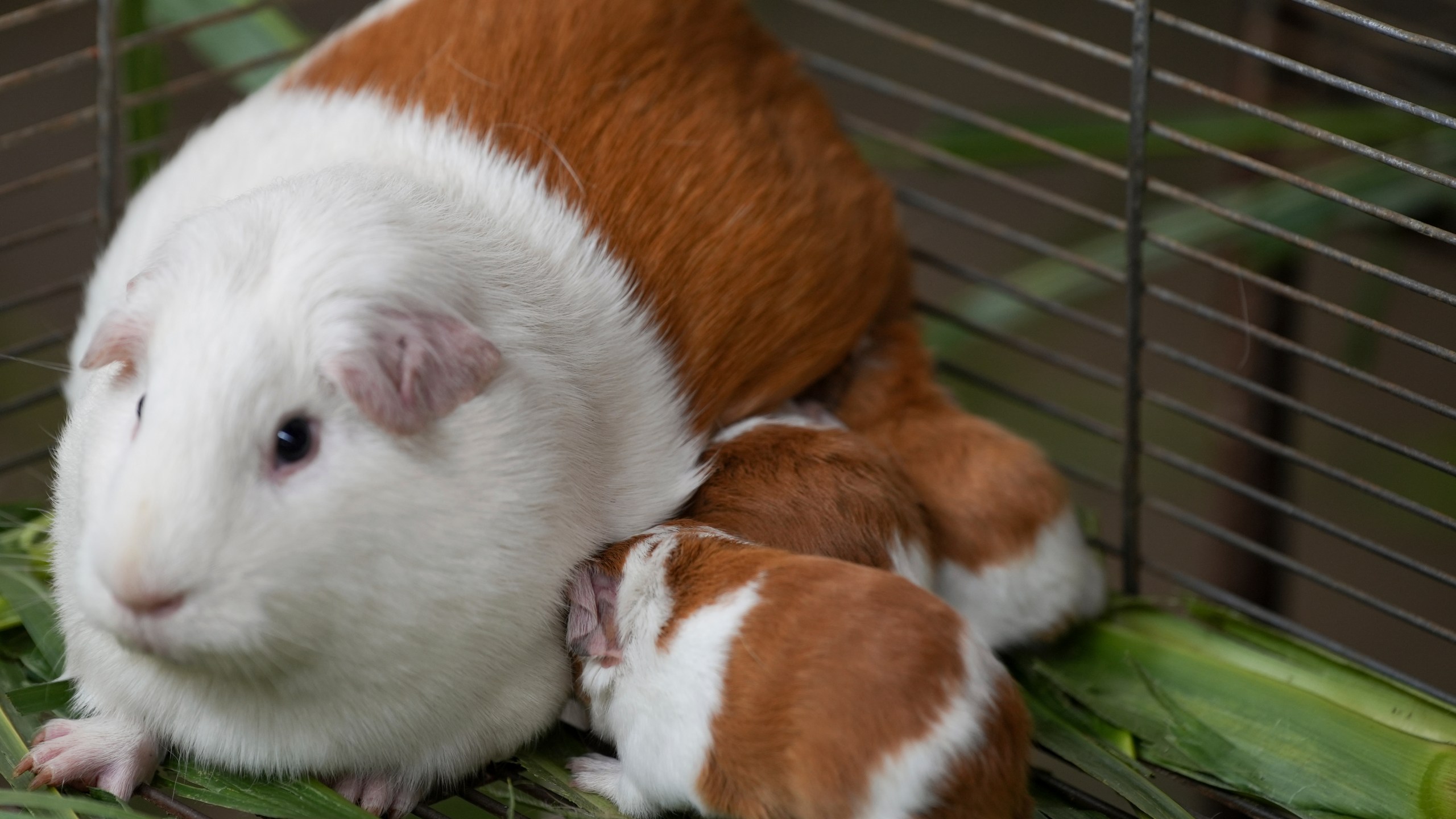 Peru Guinea Pigs are bred at an agricultural research farm for distribution to farms across the country, in Lima, Peru, Thursday, Oct. 3, 2024. Peruvian guinea pigs, locally known as 'cuy,' have been traditionally raised for meat consumption since pre-Inca times. (AP Photo/Guadalupe Pardo)