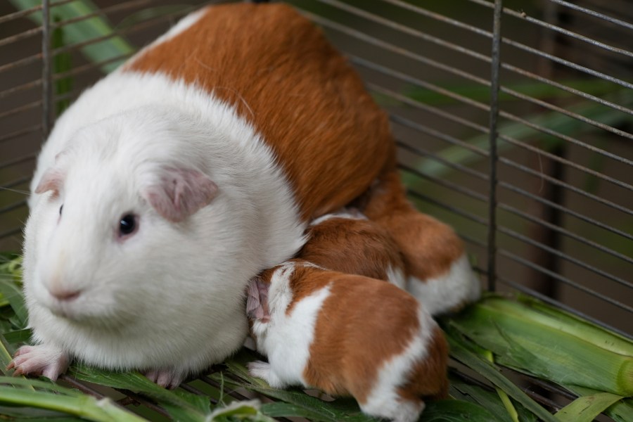 Peru Guinea Pigs are bred at an agricultural research farm for distribution to farms across the country, in Lima, Peru, Thursday, Oct. 3, 2024. Peruvian guinea pigs, locally known as 'cuy,' have been traditionally raised for meat consumption since pre-Inca times. (AP Photo/Guadalupe Pardo)