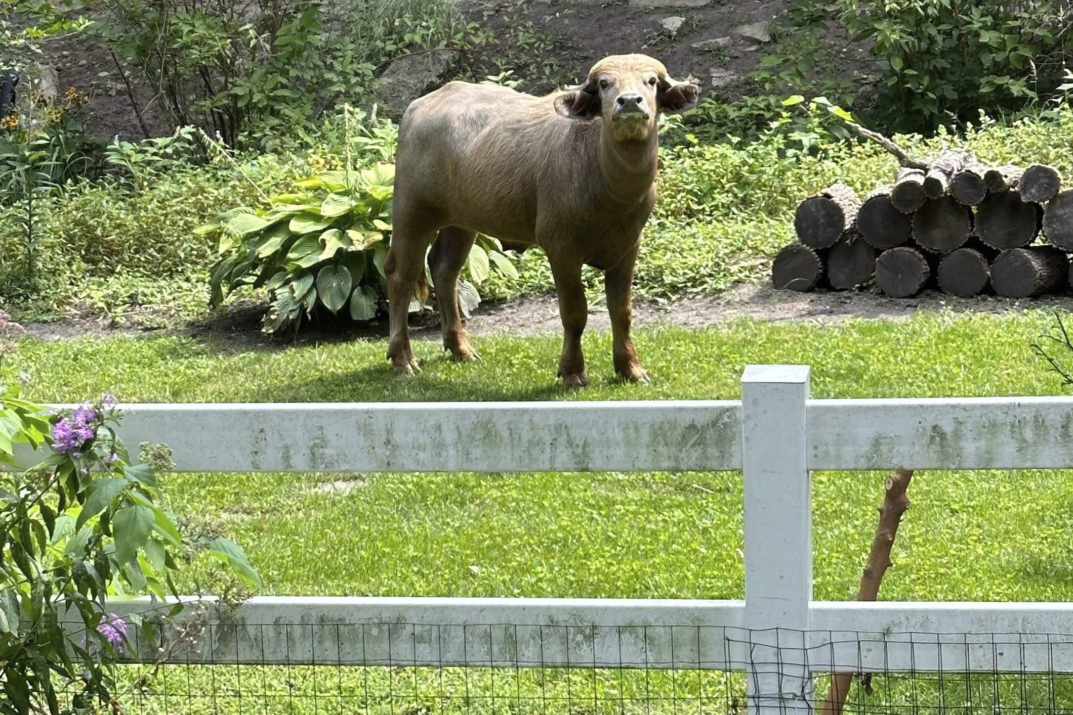 FILE - An escaped water buffalo on the lam from police looks on Aug. 24, 2024, in the Des Moines suburb of Pleasant Hill, Iowa. (Madison Pottebaum via AP, File)