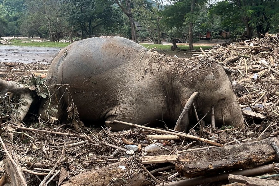 The body of an elephant lies among floodwater debris in Chiang Mai province, Thailand, Saturday, Oct. 5, 2024. (AP Photo/Chatkla Samnaingjam)