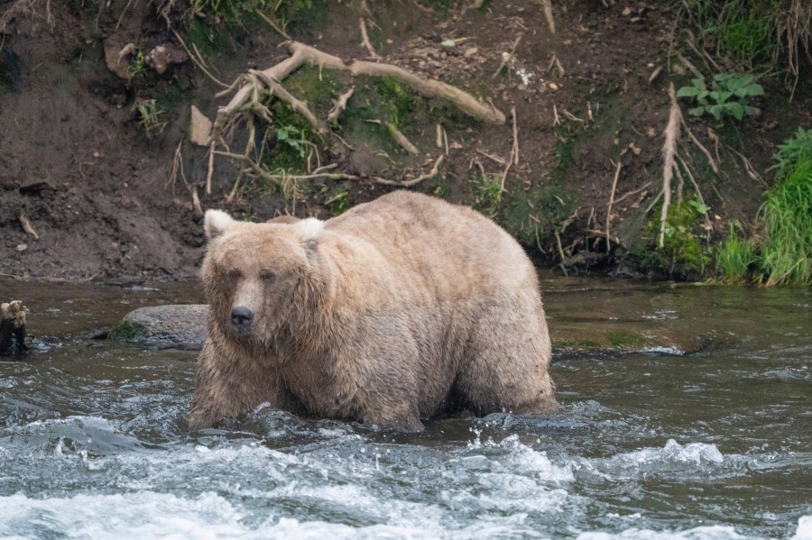 FILE - In this photo provided by the National Park Service is Grazer, the winner of the 2023 Fat Bear Contest, at Katmai National Park, Alaska on Sept. 14, 2023. (F. Jimenez/National Park Service via AP, File)