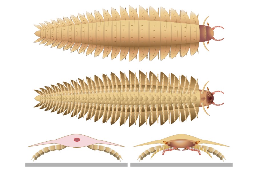 This illustration provided by researchers in October 2024 depicts a juvenile Arthropleura insect reconstructed using fossils discovered in Montceau-les-Mines, France. (Mickaël Lhéritier, Jean Vannier, Alexandra Giupponi via AP)