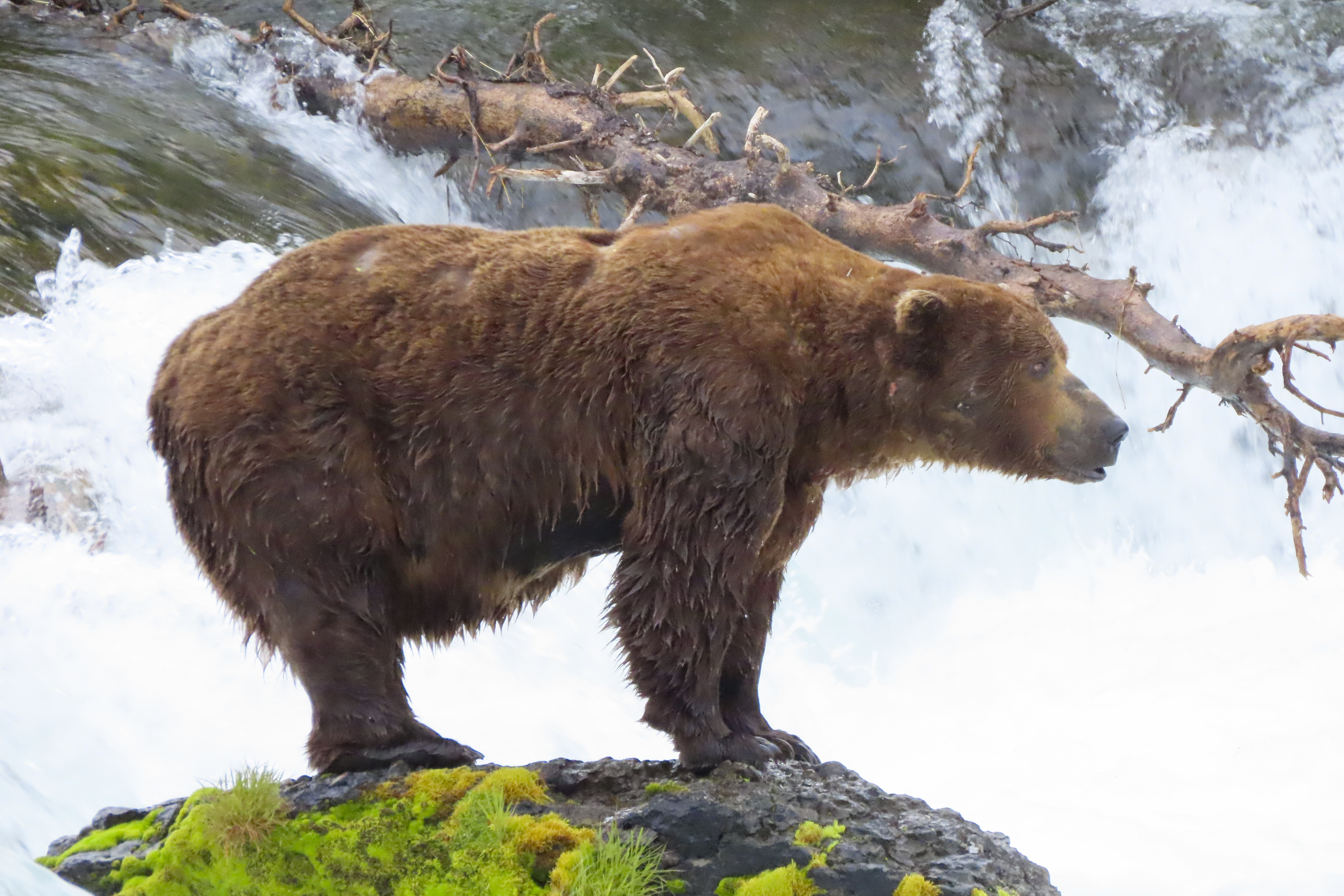 This image provided by the National Park Service shows bear 32 Chunk at Katmai National Park in Alaska on June 29, 2024. (T. Carmack/National Park Service via AP)