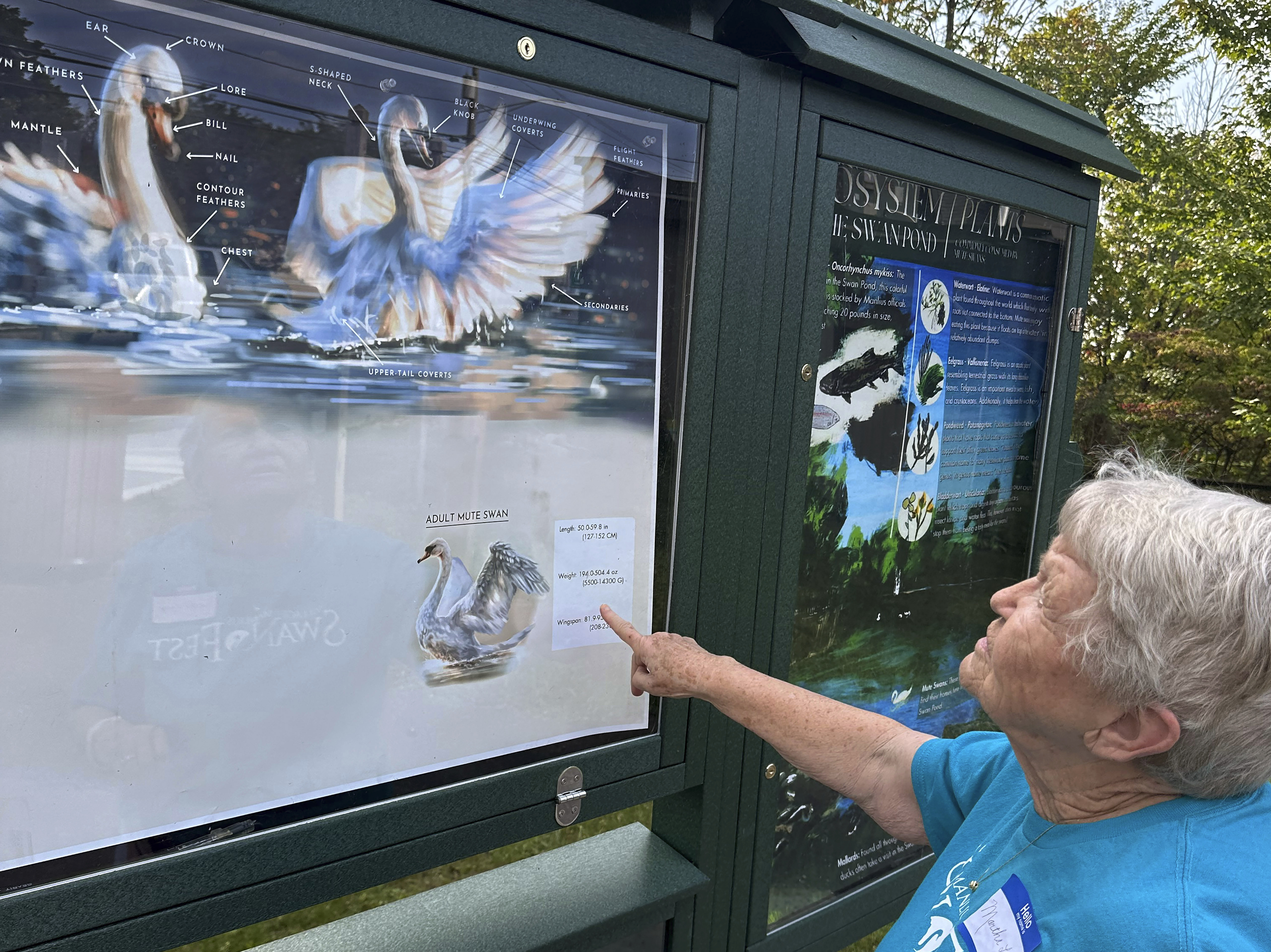 Martha Ballard Lacy, 89, of Manlius, N.Y., looks at a display about mute swans at Manlius Swan Pond, in Manlius, N.Y., Sept. 17, 2024. (AP Photo/Carolyn Thompson)