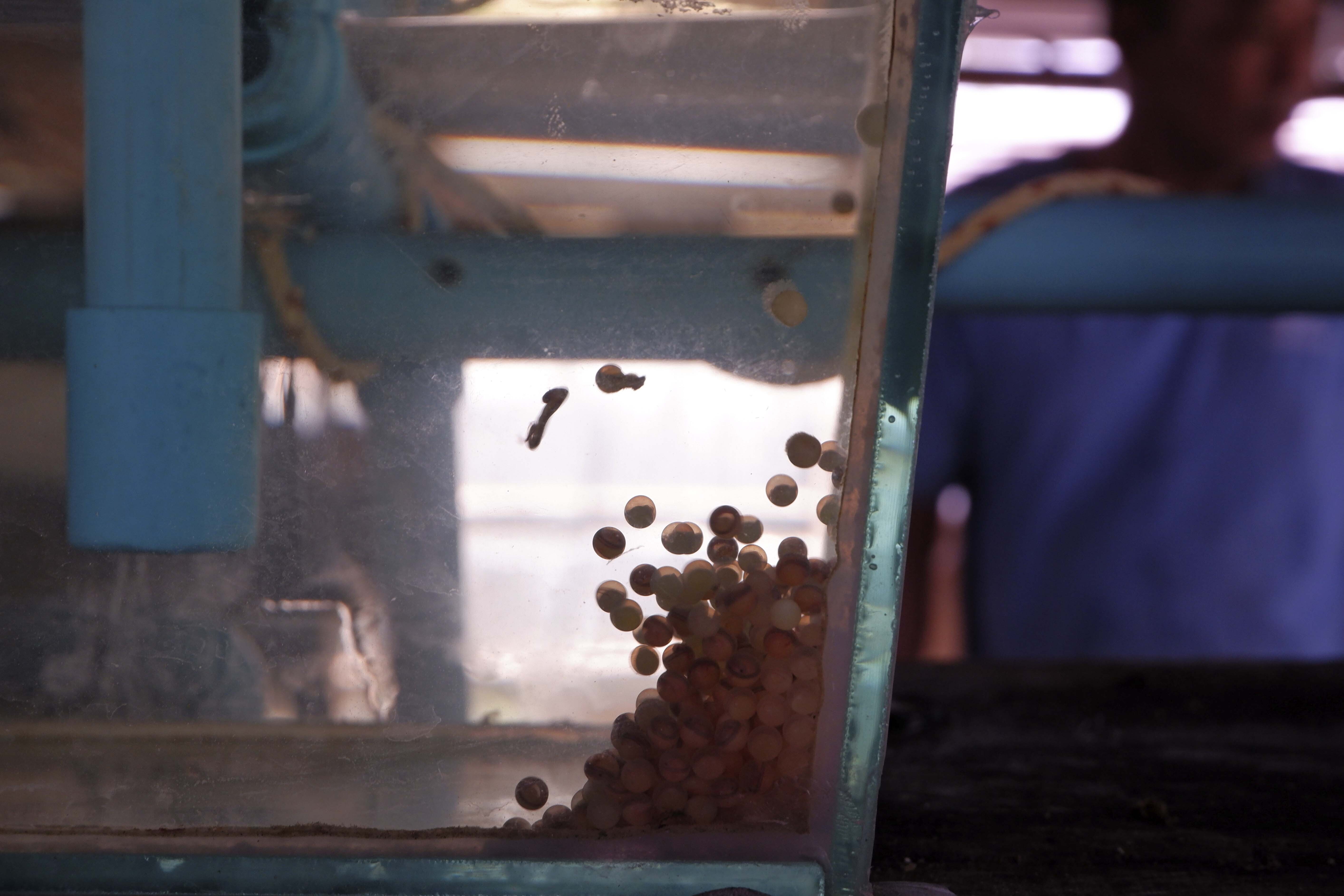 Eel eggs float in a tank raised by eel farmer in Kampong Chhnang province, Cambodia, Wednesday, July 31, 2024. (AP Photo/Aniruddha Ghosal)